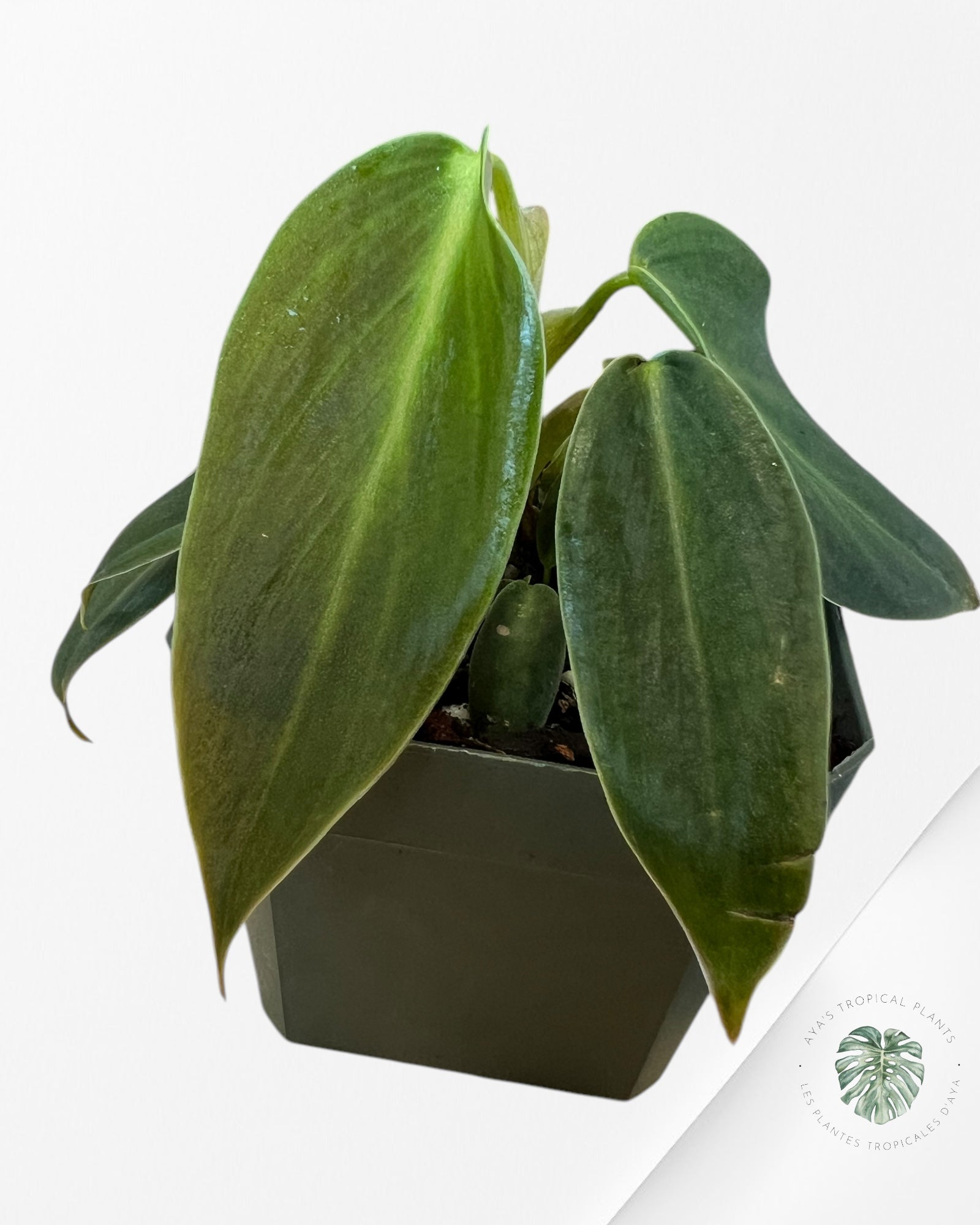 Philodendron Gigas-G