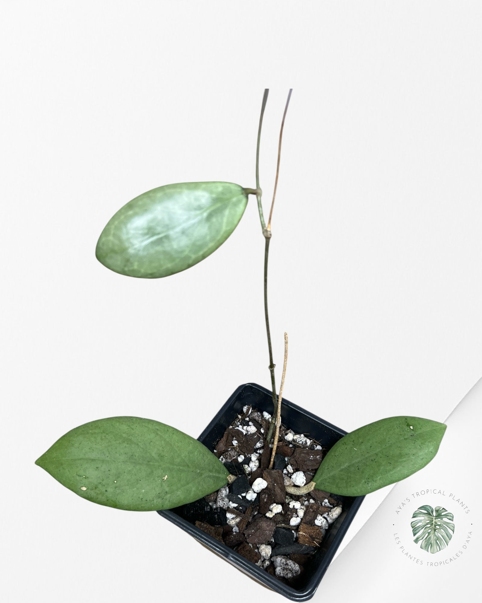 Hoya erythrostemma (Silver) - ST8