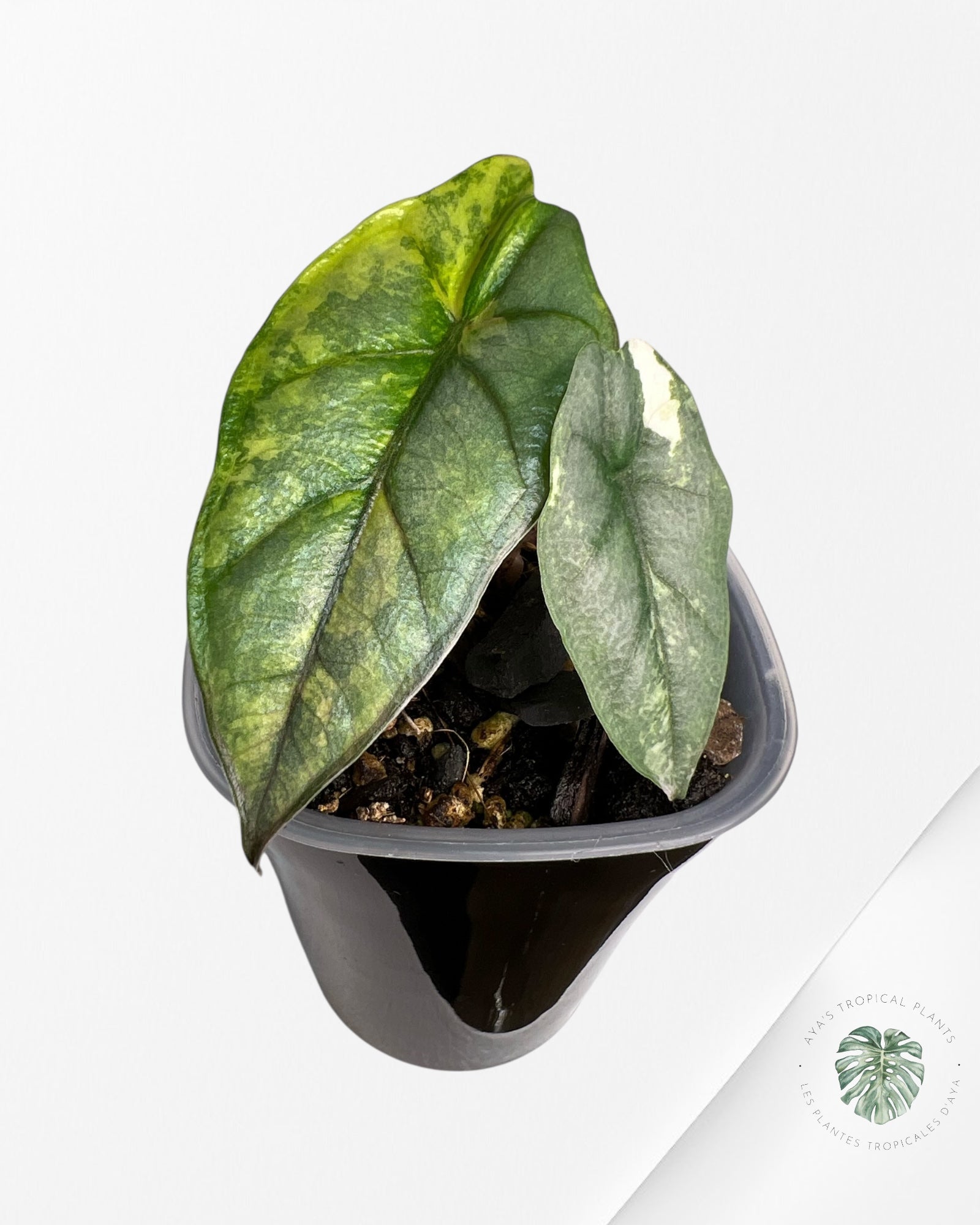 Alocasia Heterophylla Metallic  Blue Variegated