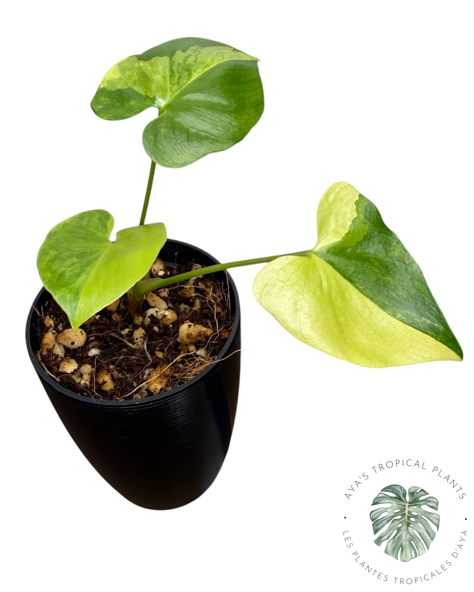Philodendron Bipinnatifidum Variegated