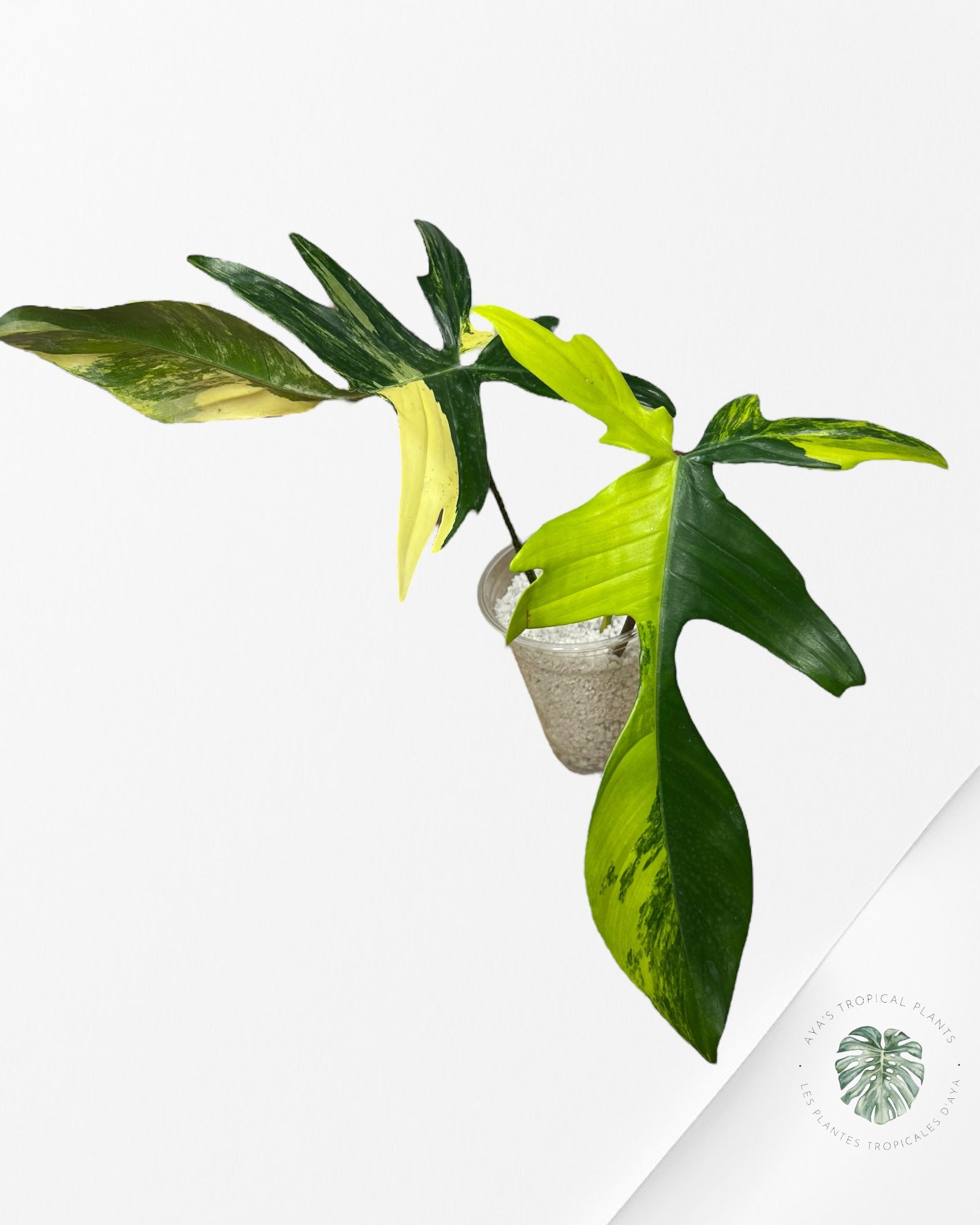 Philodendron Florida Beauty - ME1