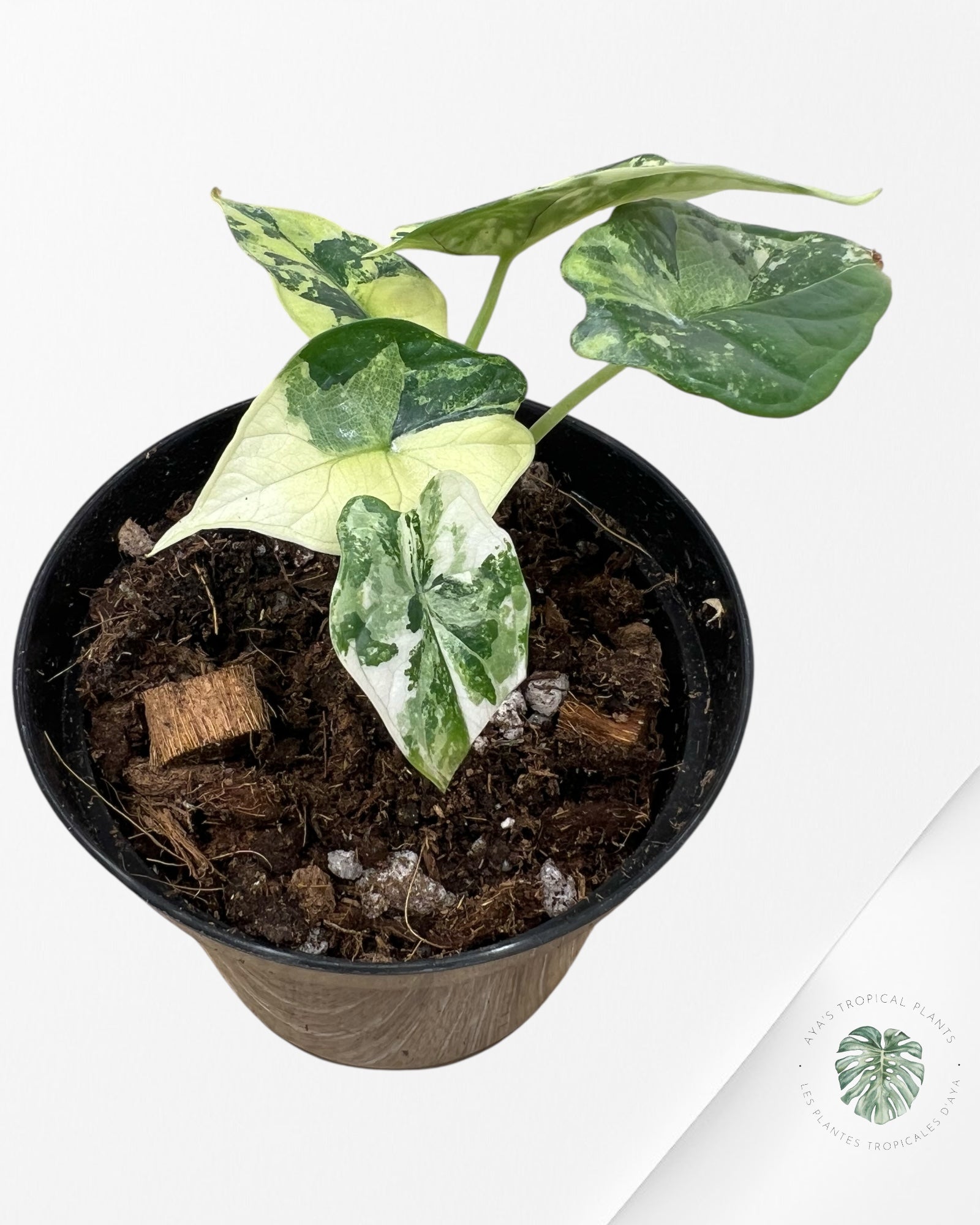 Alocasia baginda ' Dragon Scale’ variegated - F2