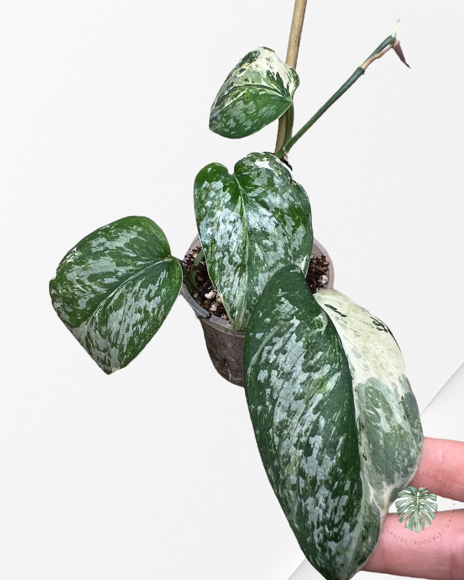 Scindapsus Exotica Tricolore - SET4