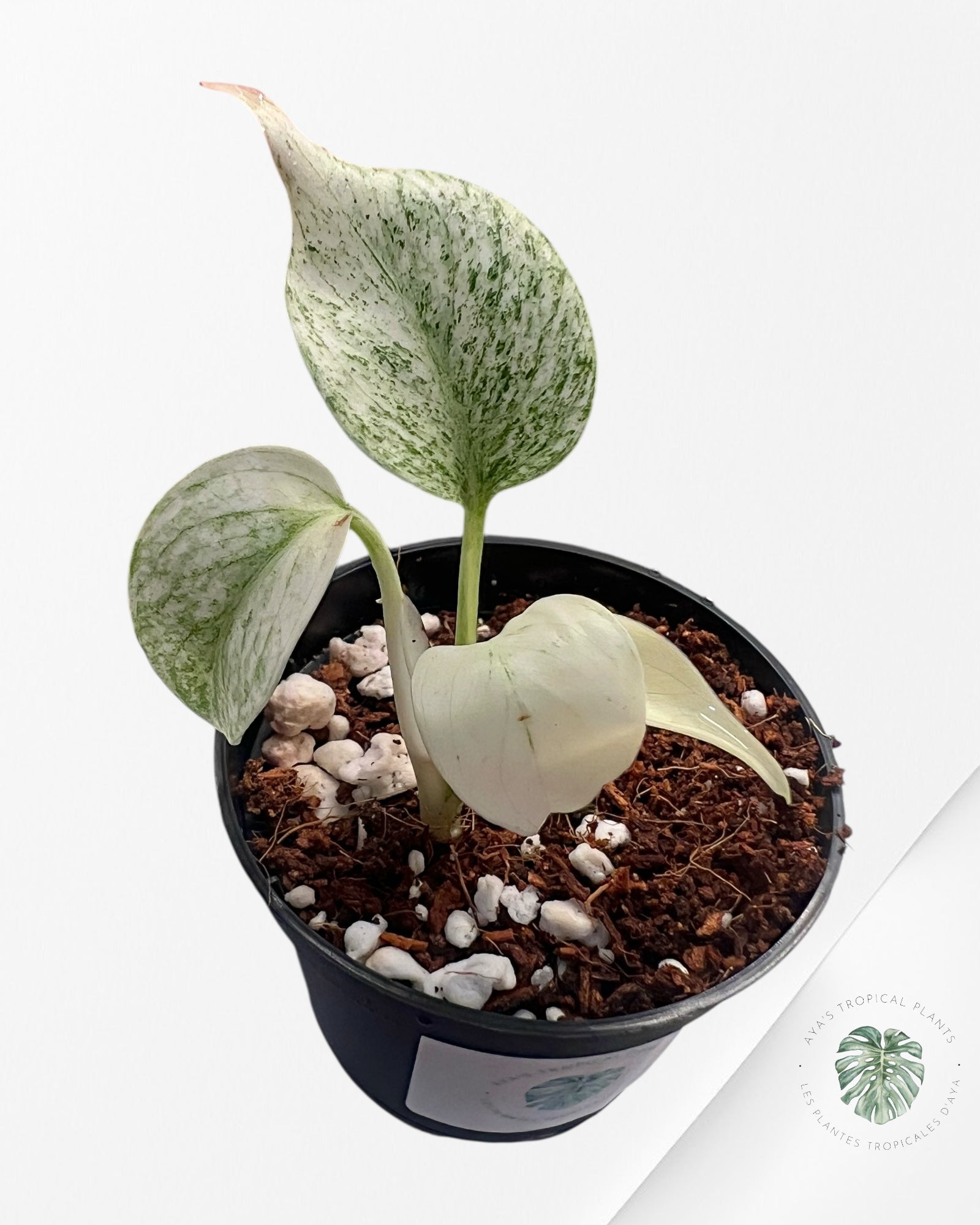 Monstera Full Mint - MFM3