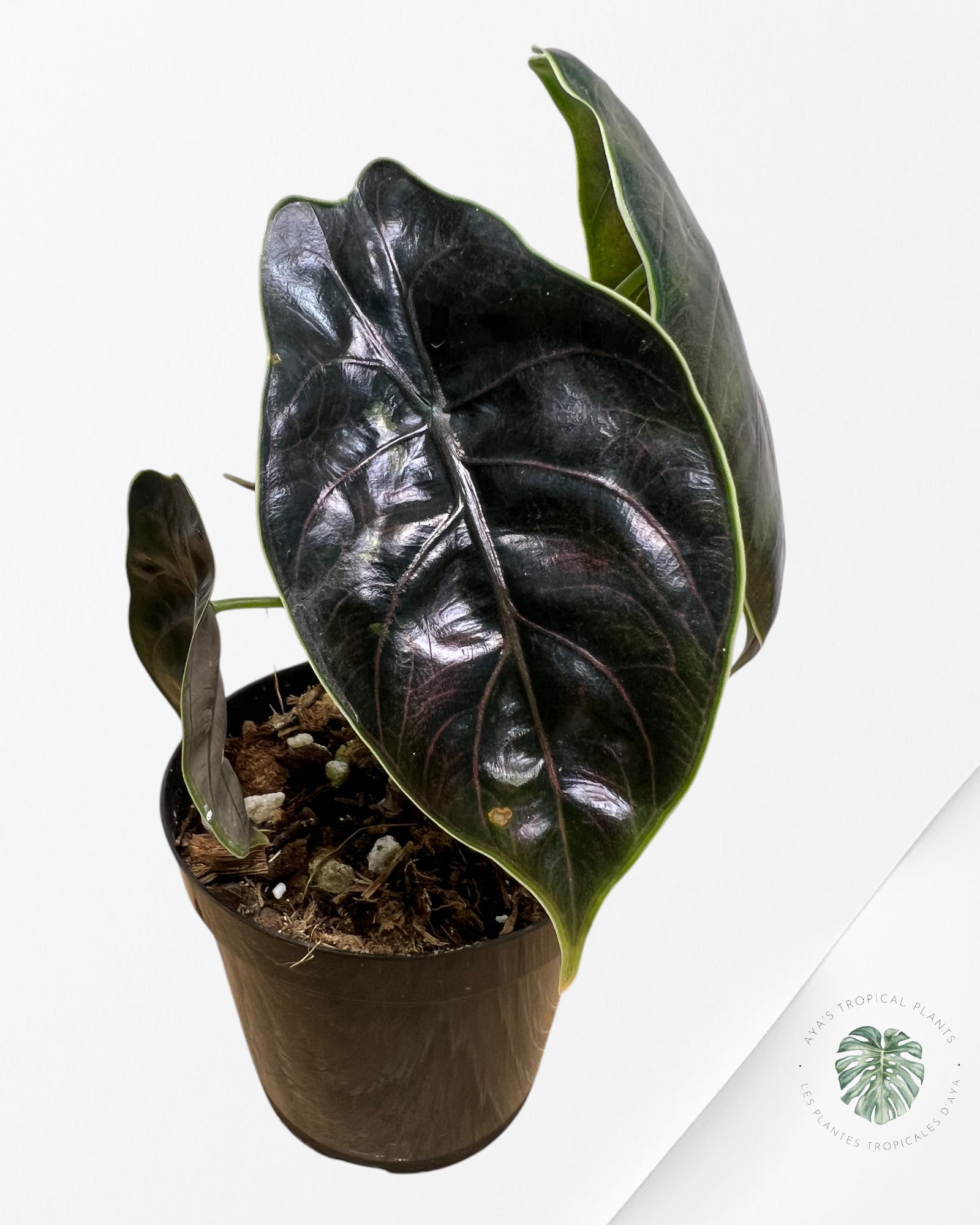 Alocasia Azlanii-G