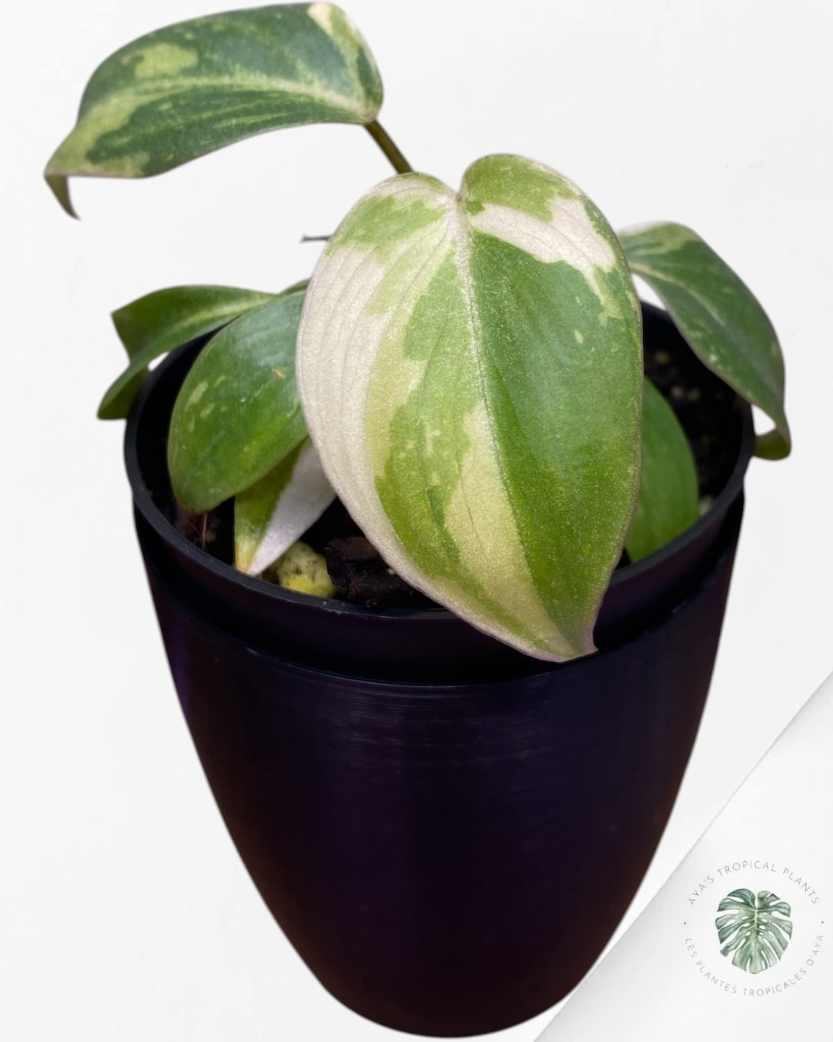 Philodendron Gloriosum Tricolor Variegated