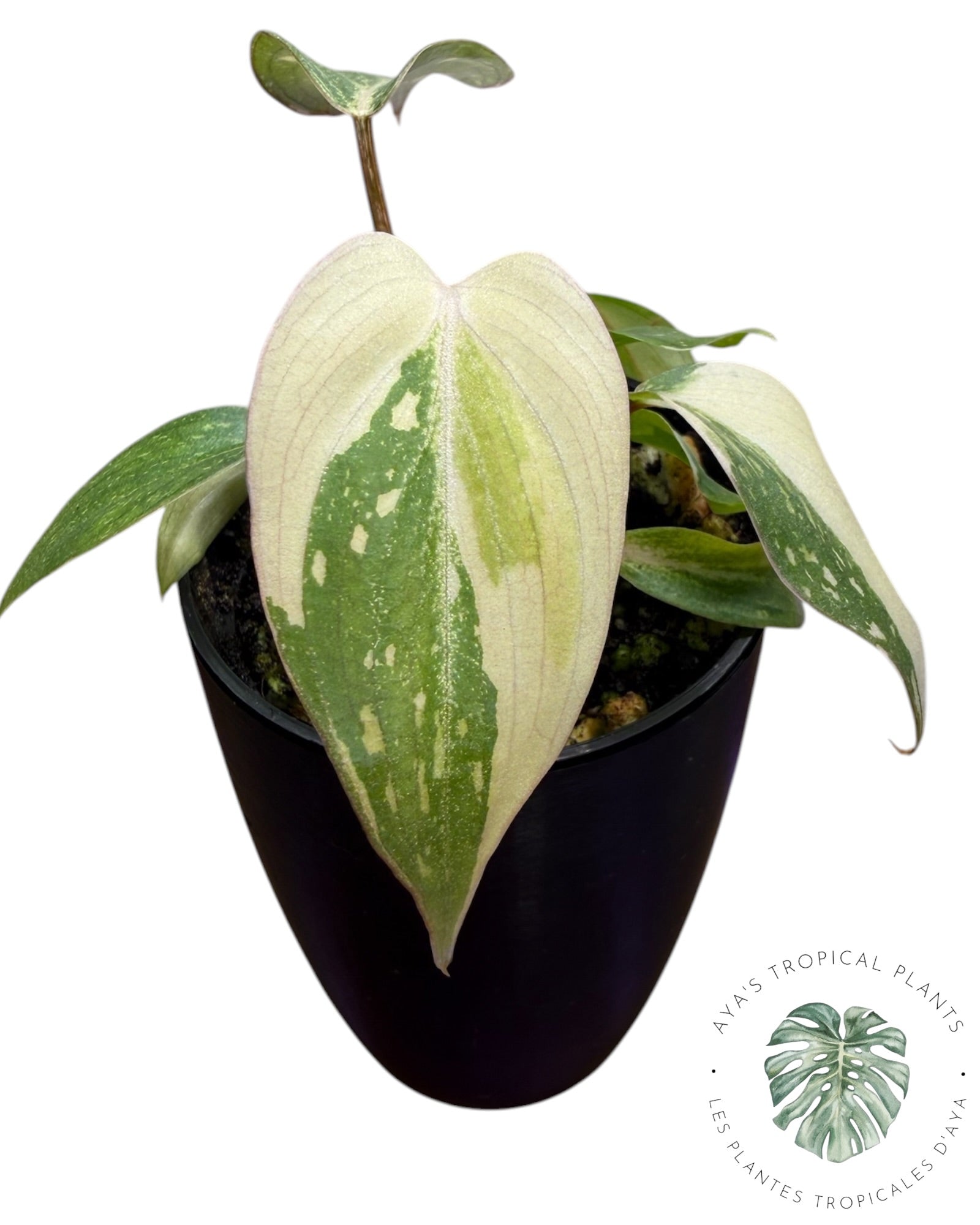 Philodendron Gloriosum Tricolor Variegated