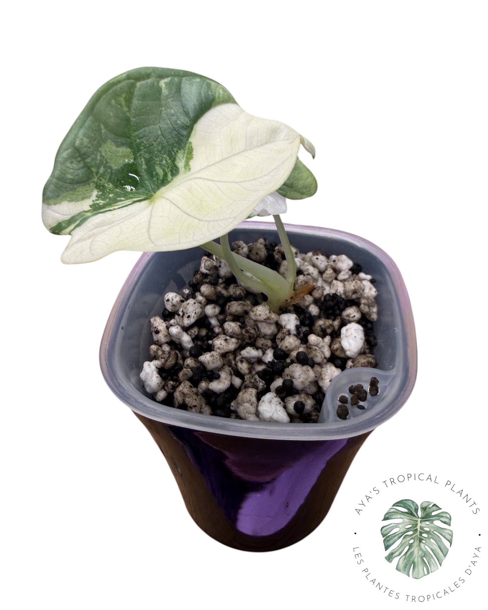 Alocasia Silver Dragon Albo