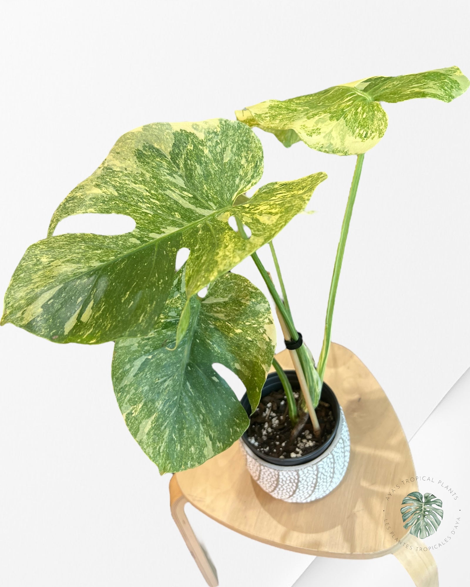 Monstera Legacy - 01