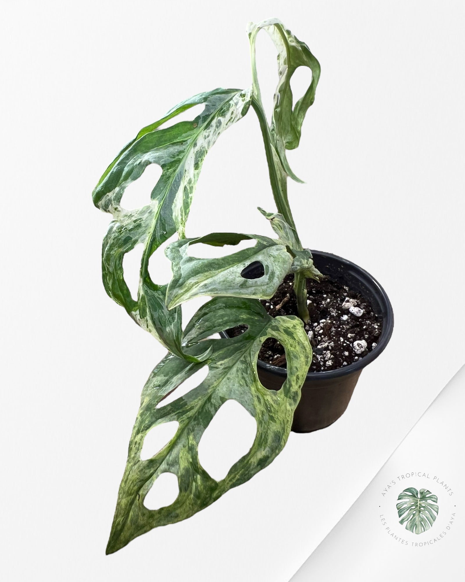 Monstera Adansonii Indonesia Mint - A