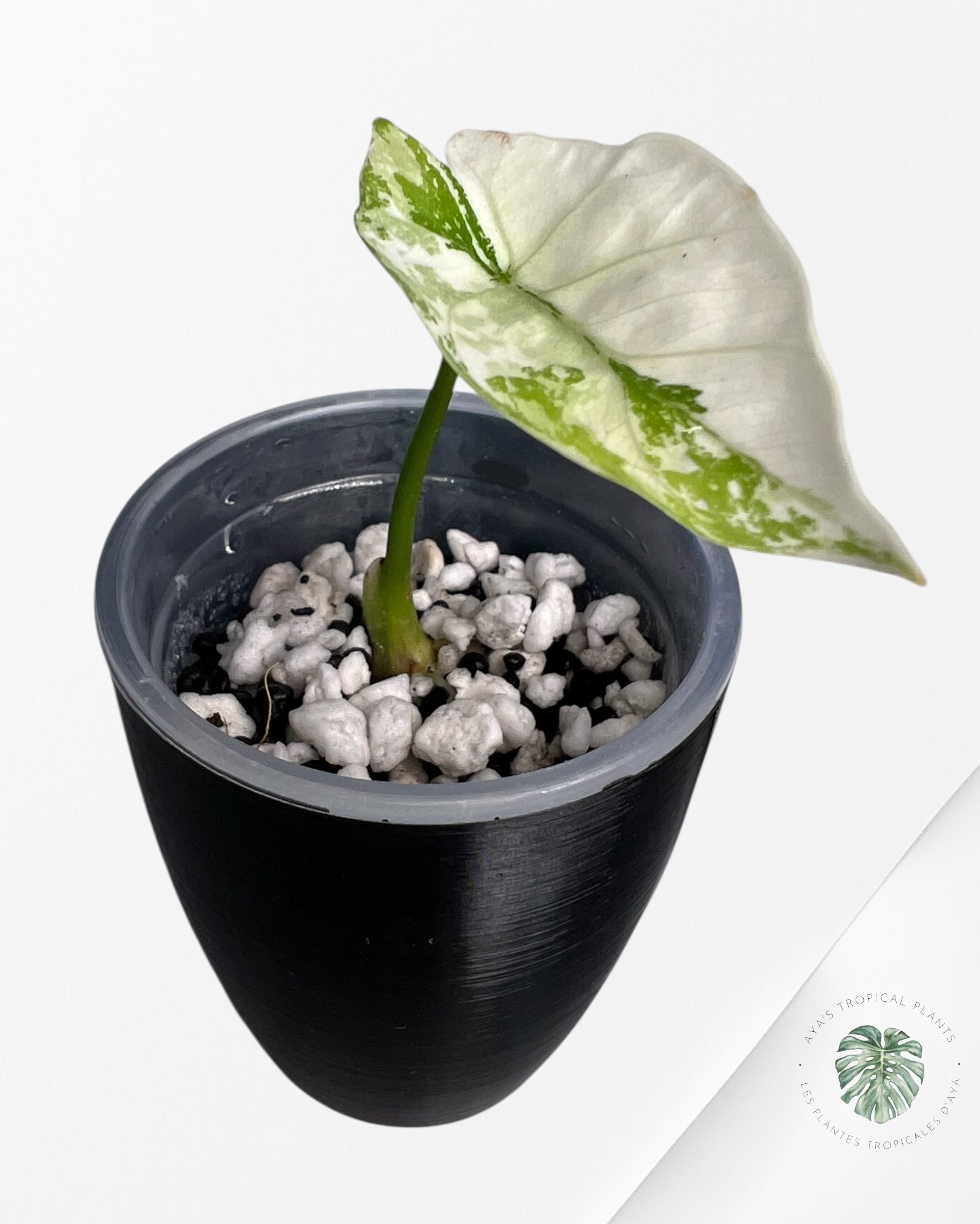 Alocasia Dragon Scale Aurea Variegated