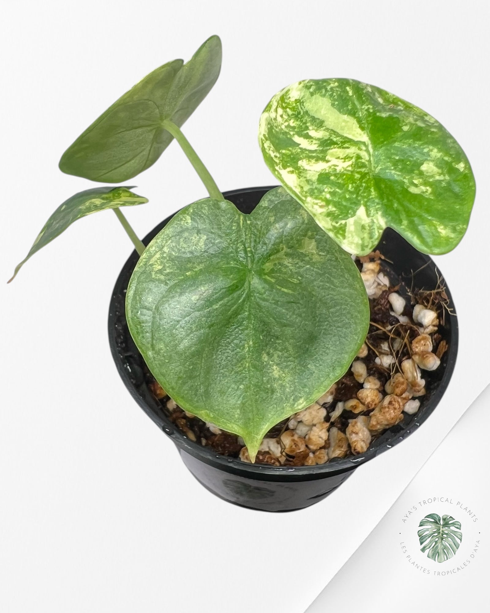 Alocasia Silver Dragon Variegated Aurea -440
