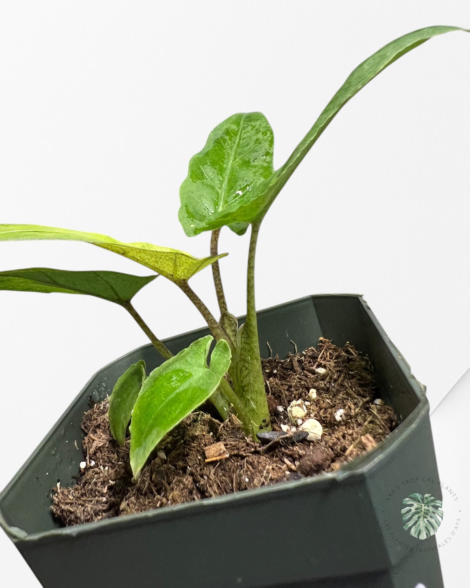 Alocasia Lauterbachiana Variegated-ALB16