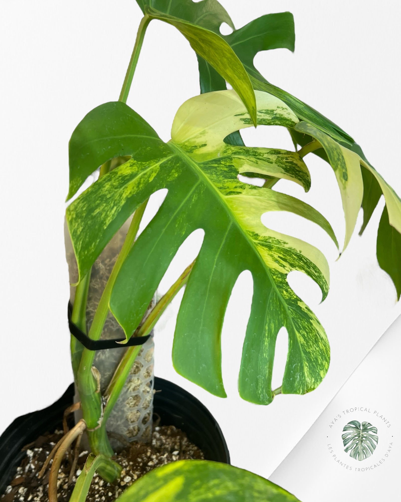 Black Velcro Plant Tie