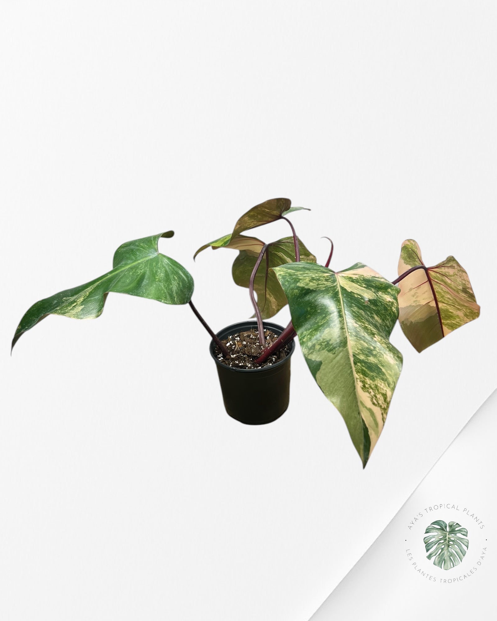 Philodendron Strawberry Shake - PO18