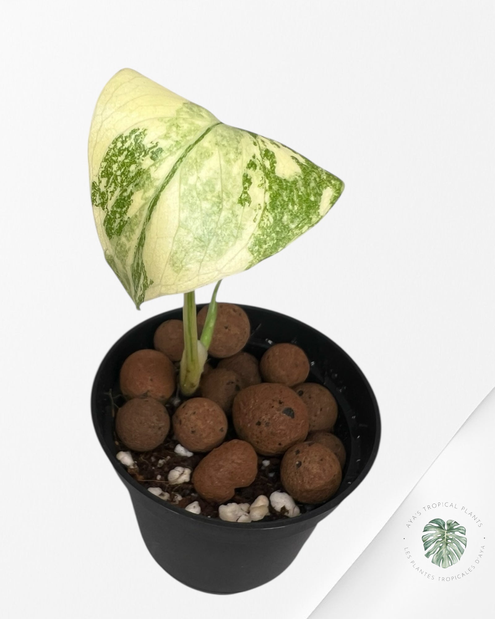 Monstera Thai Constellation Creme Brûlée (Grade A) - LU3