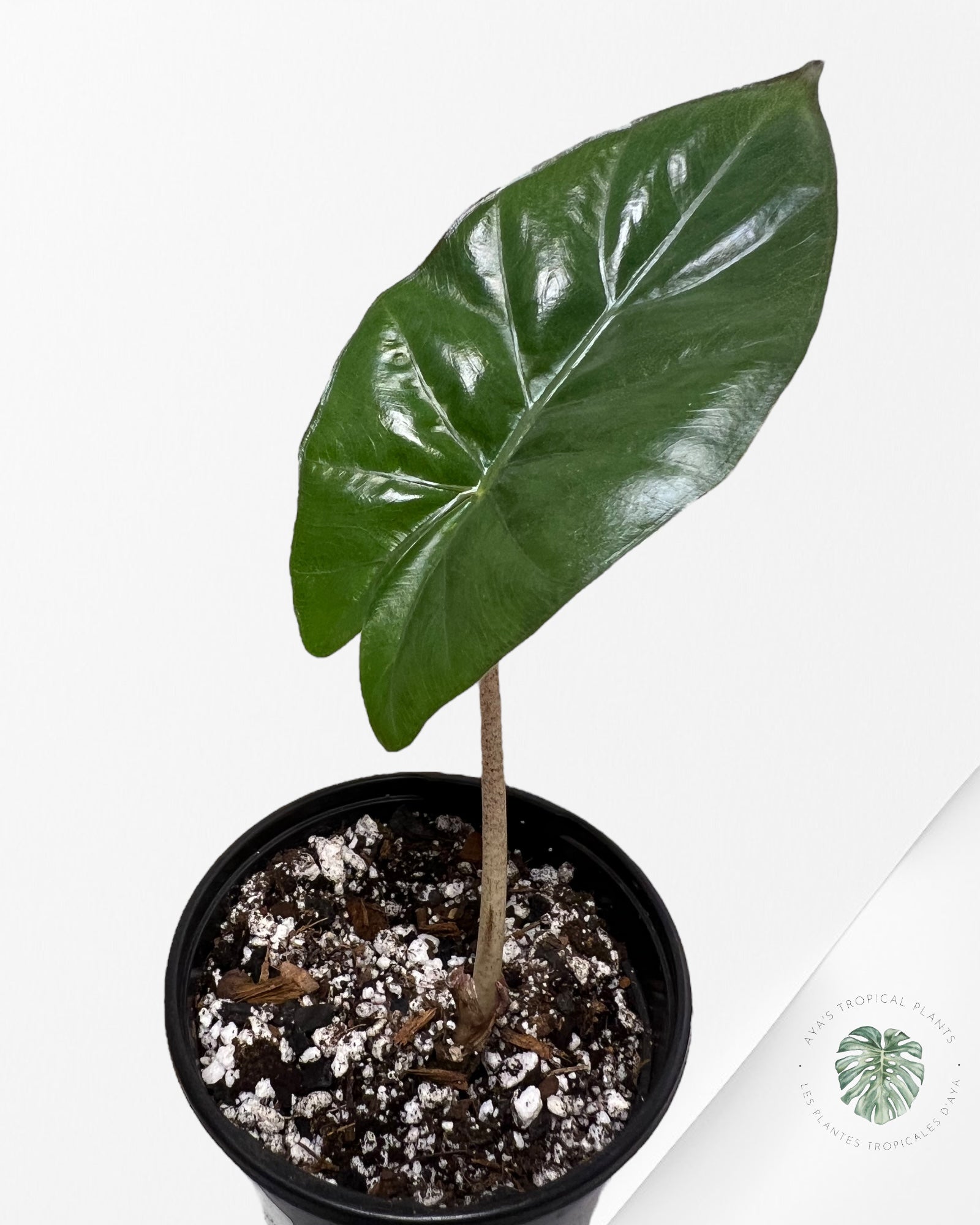 Alocasia Yucatan Mint (REVERTED) - AYM3