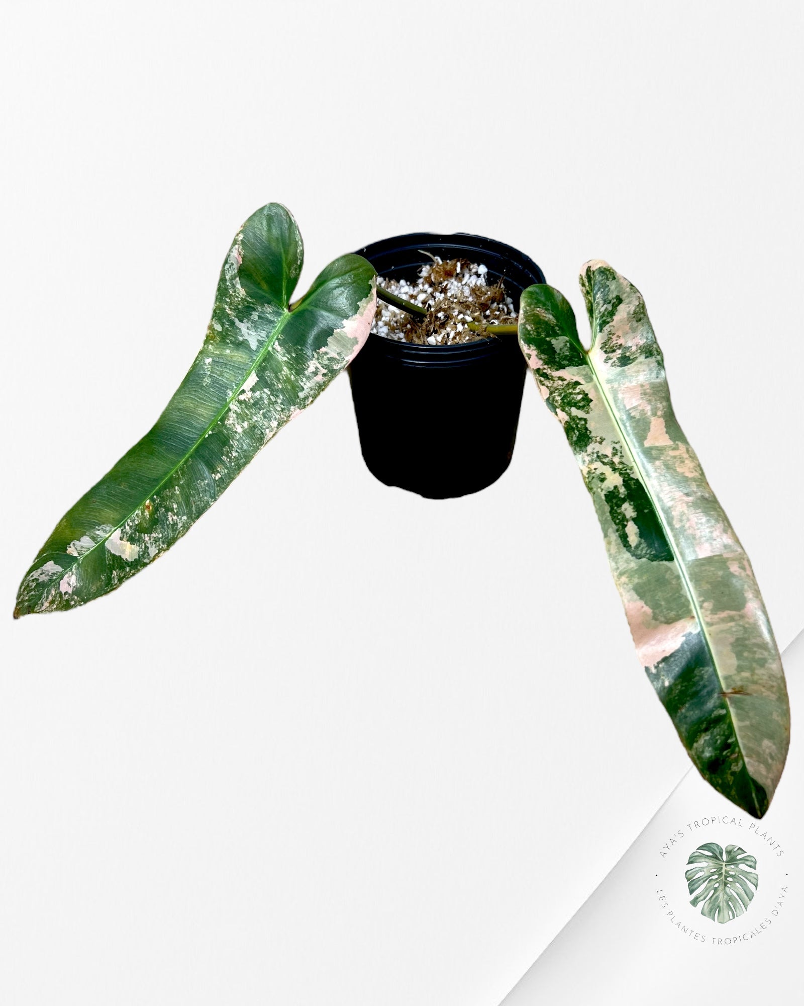 Philodendron Atabapoense Rose Panaché -01