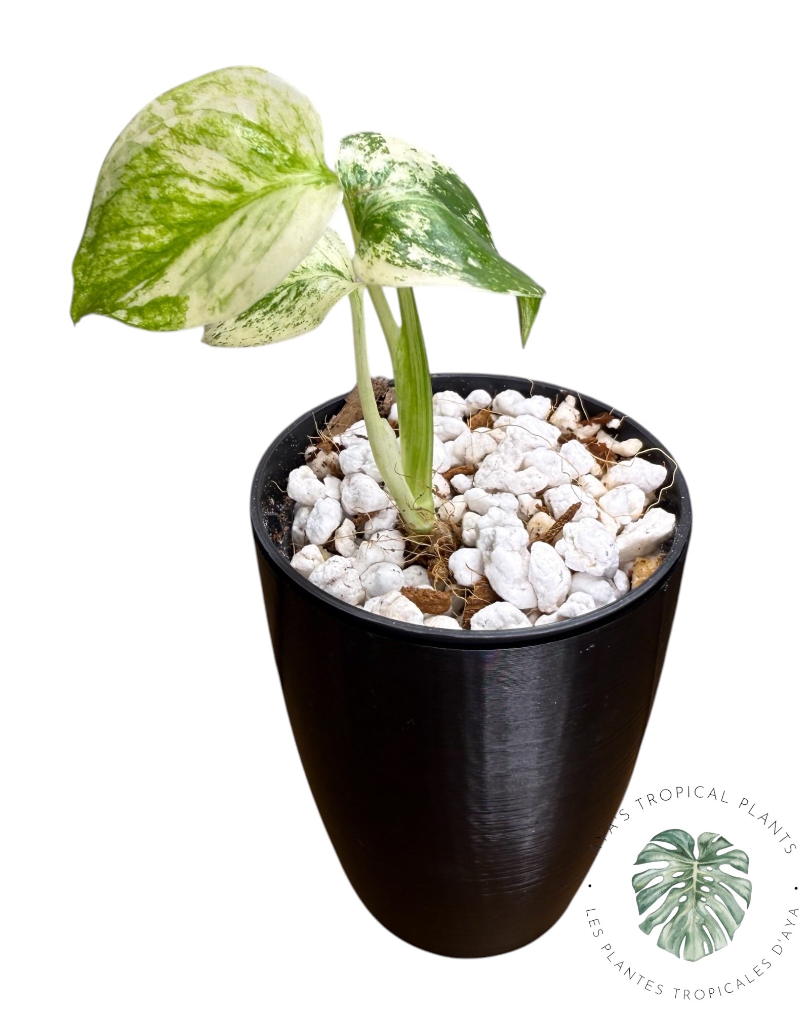 Monstera Deliciosa “Starlight”