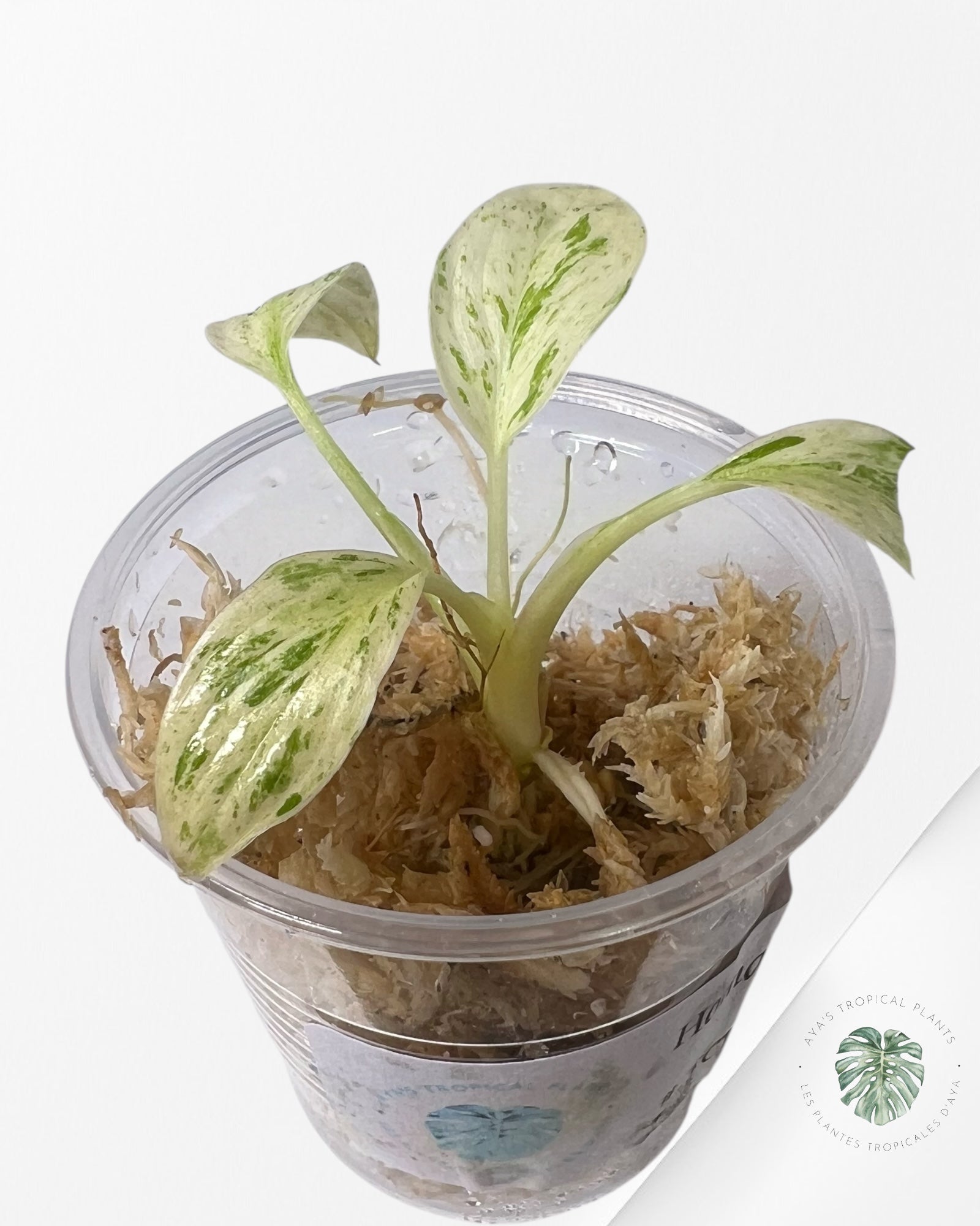 Homalomena rubescens "Mint" variegated  - TC10