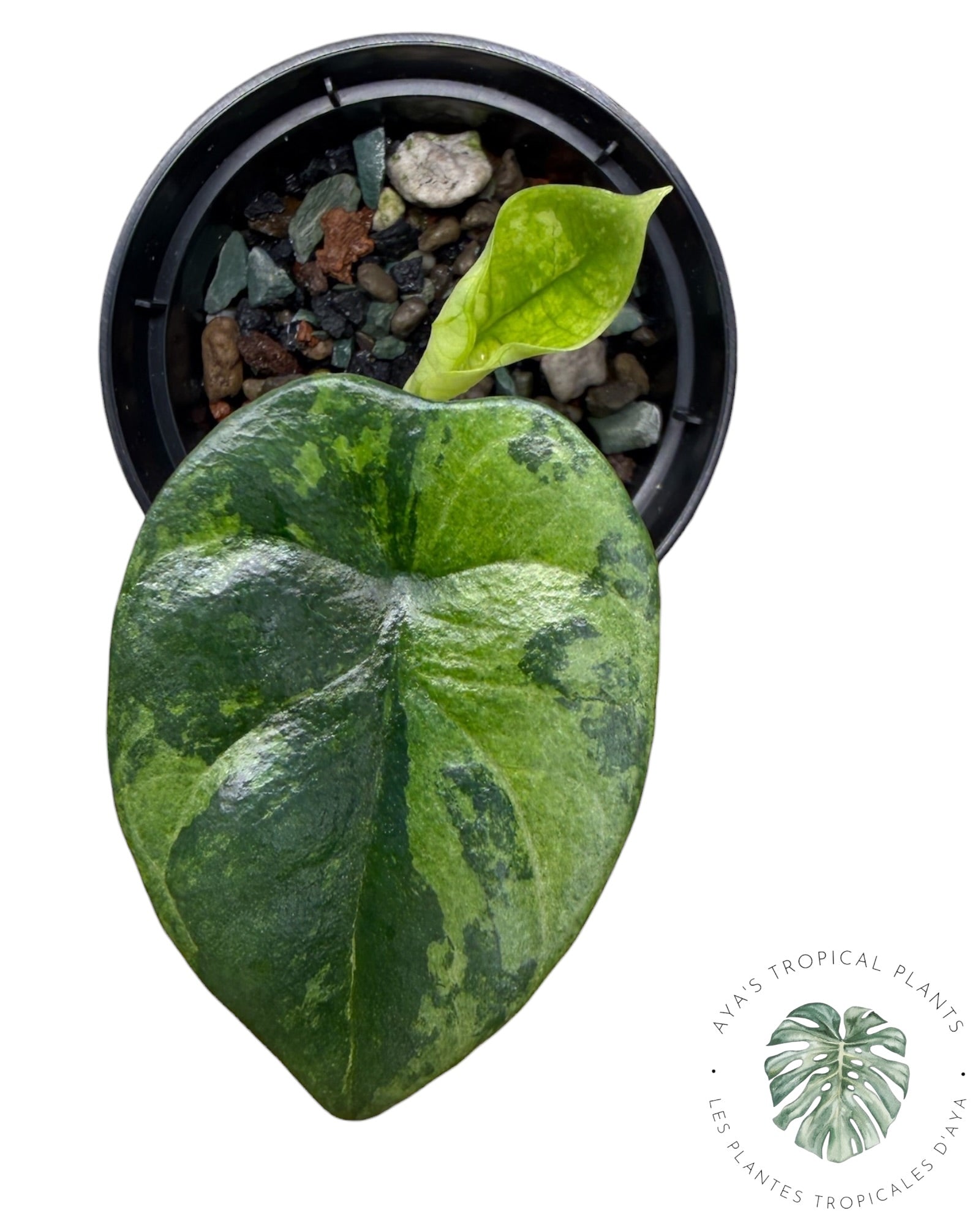 Alocasia Sinuata Aurea Variegated