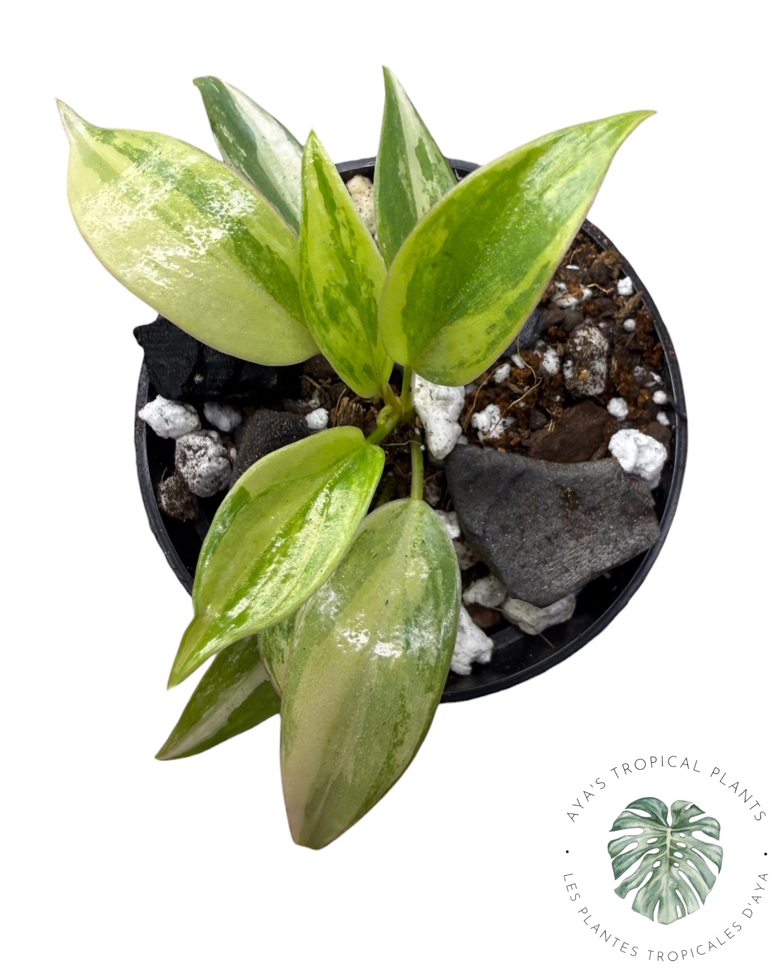 Philodendron Atabapoense rose
