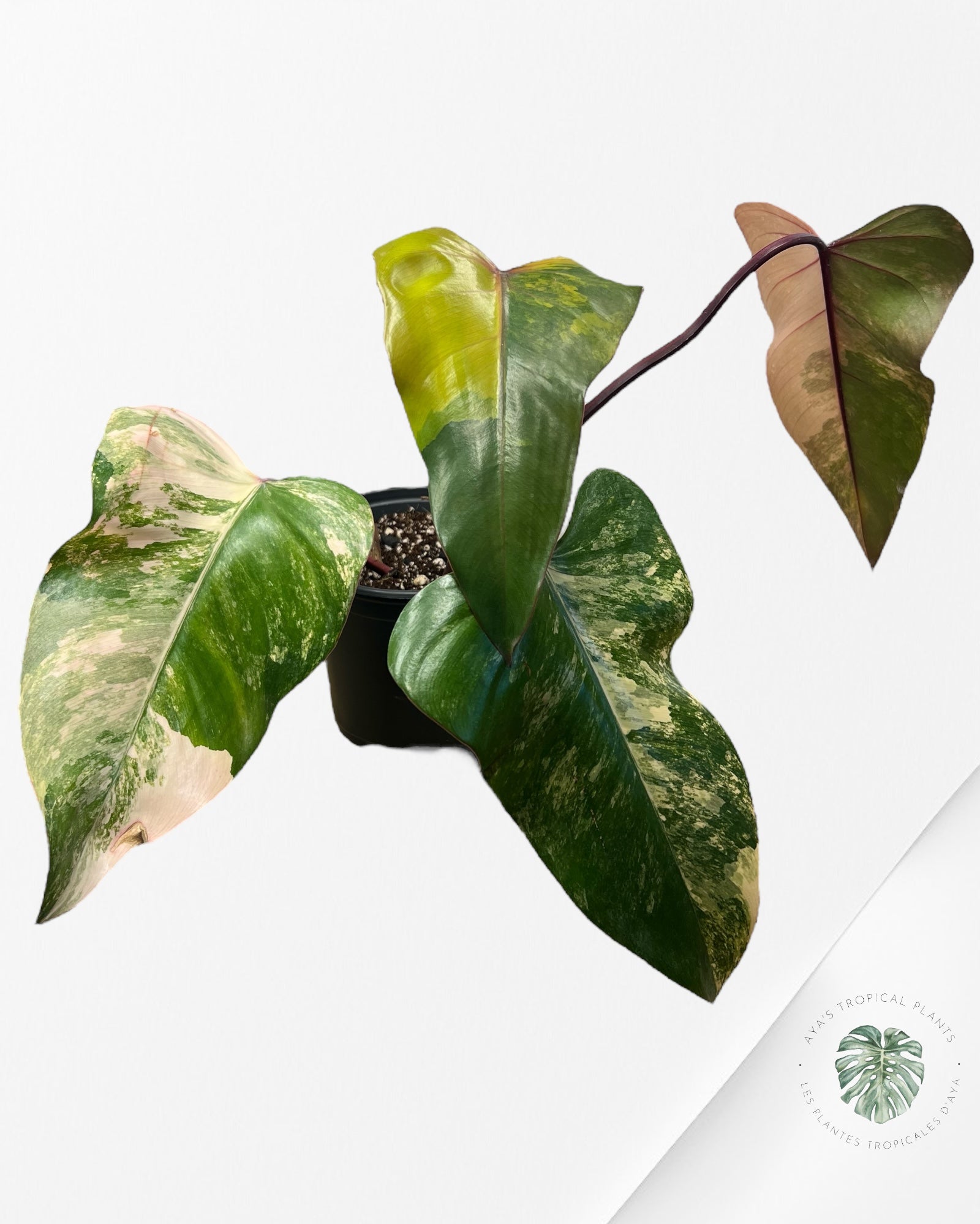 Philodendron Strawberry Shake - ME4