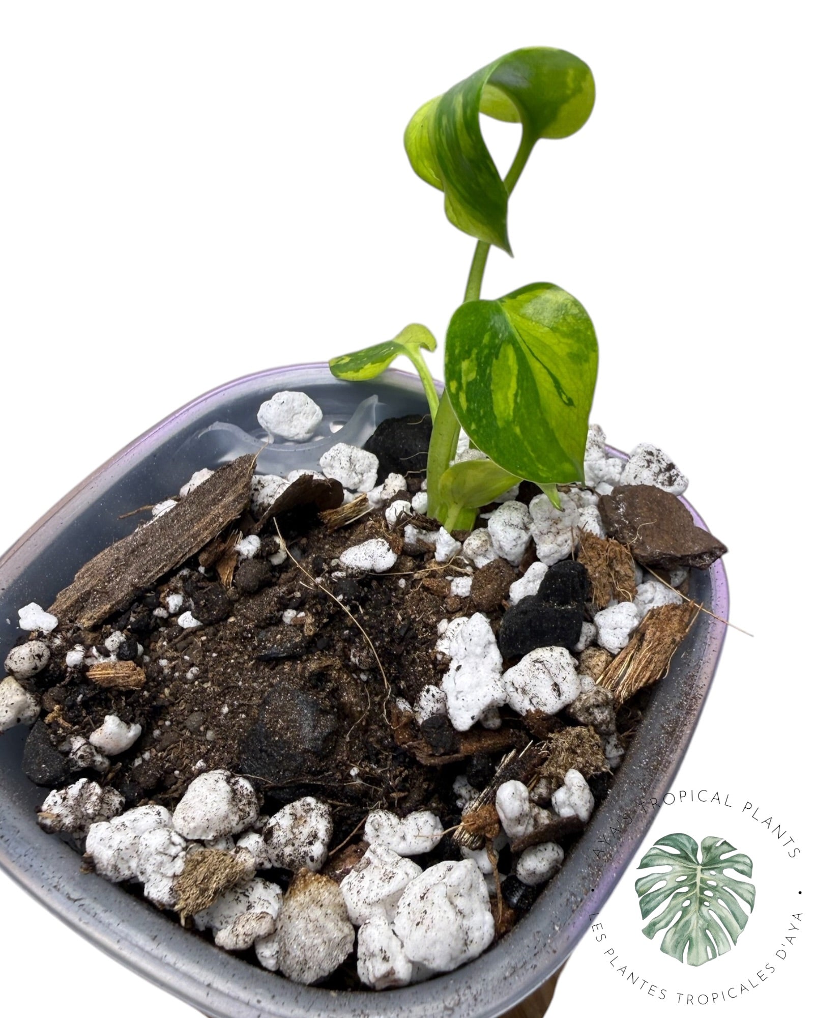 Monstera Deliciosa Électrolyte ROI