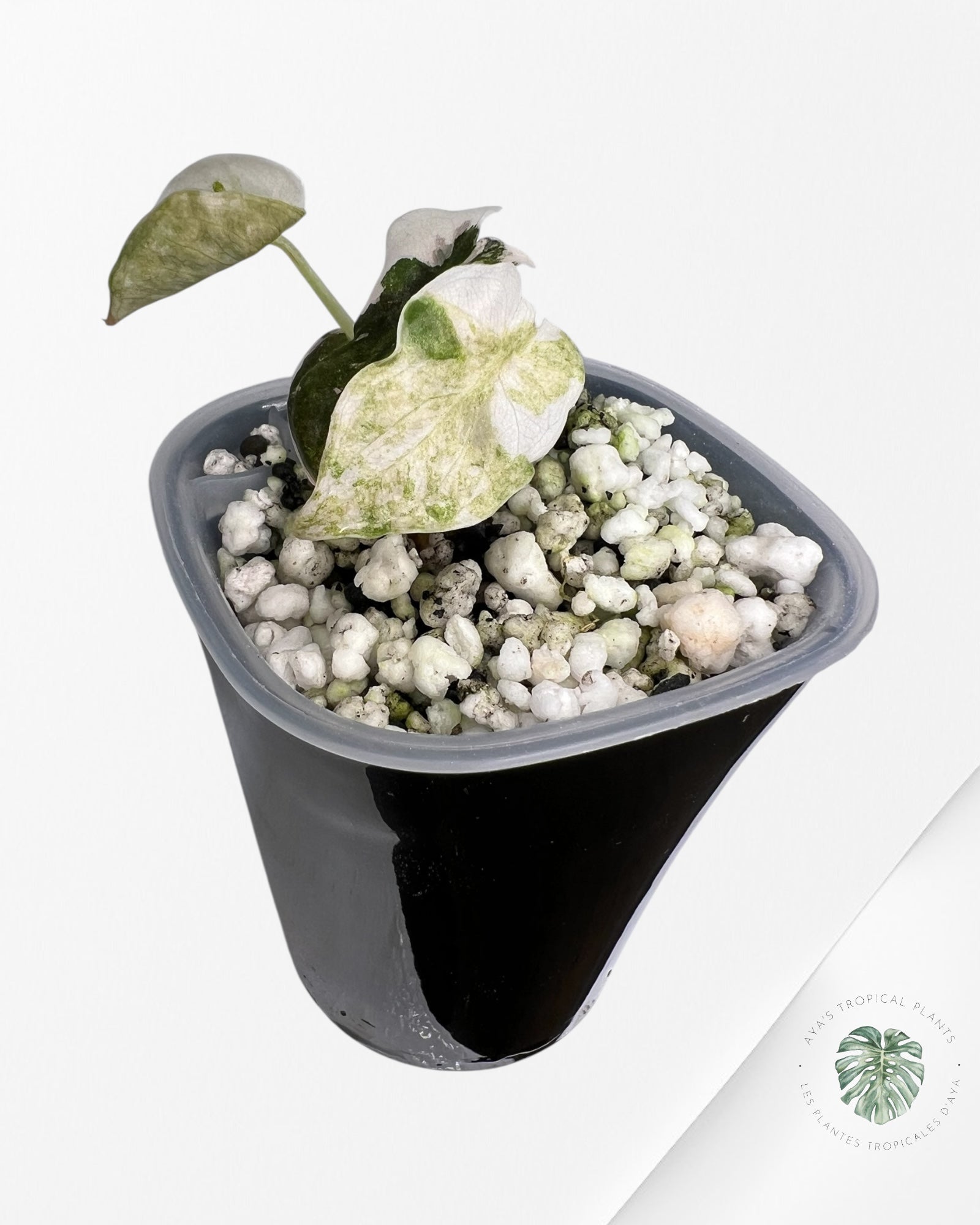 Alocasia Cuprea Pink Albo panaché