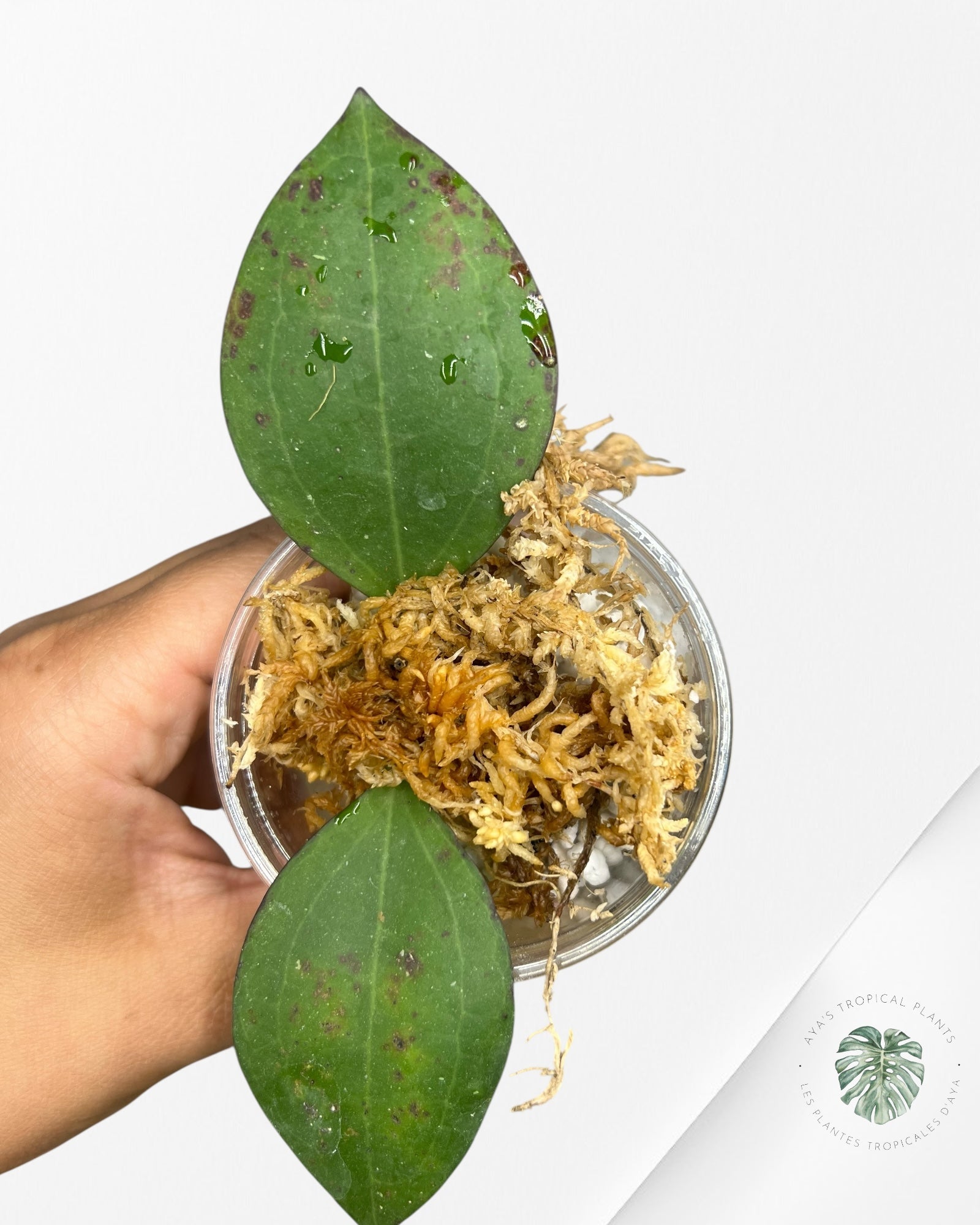 Hoya Paulshirleyi - F4