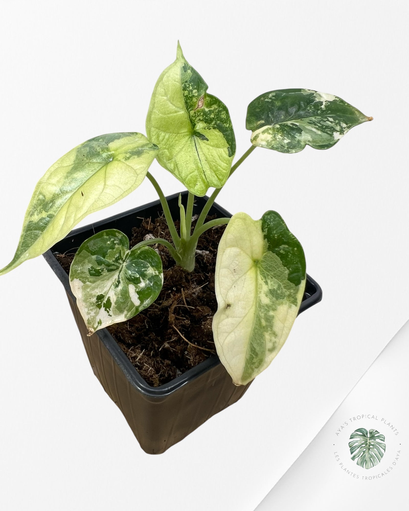 Alocasia baginda ' Dragon Scale’ variegated- F4