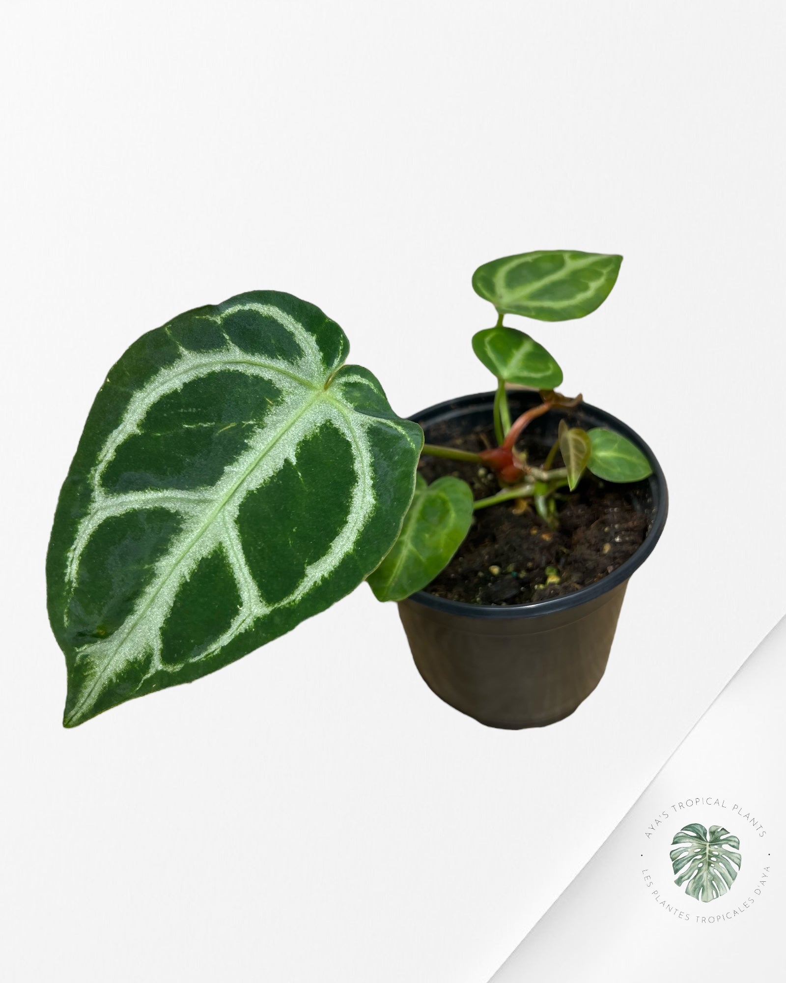 Anthurium Crystallinum Hope X Magnificum - A7