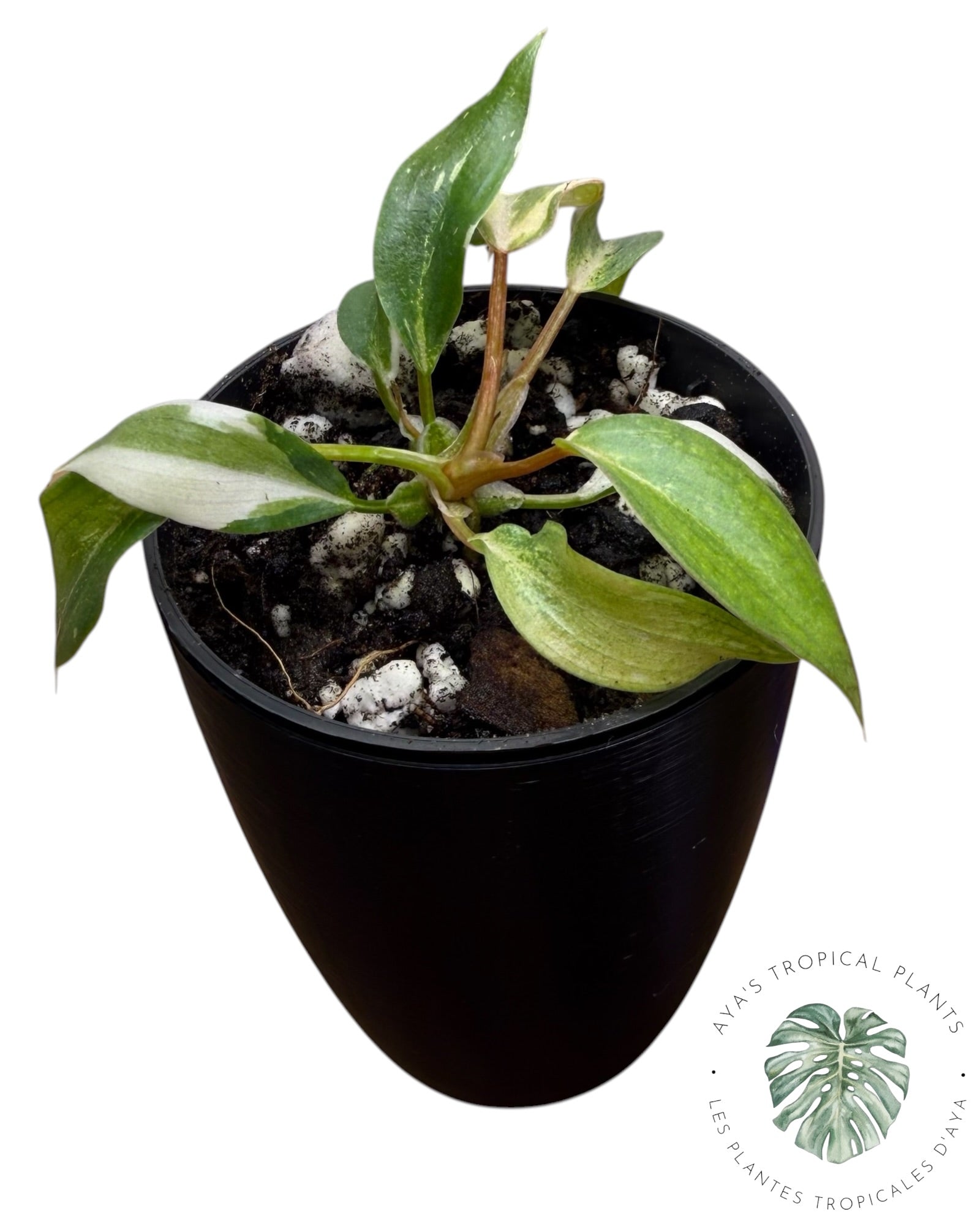 Philodendron Gloriosum Variegated
