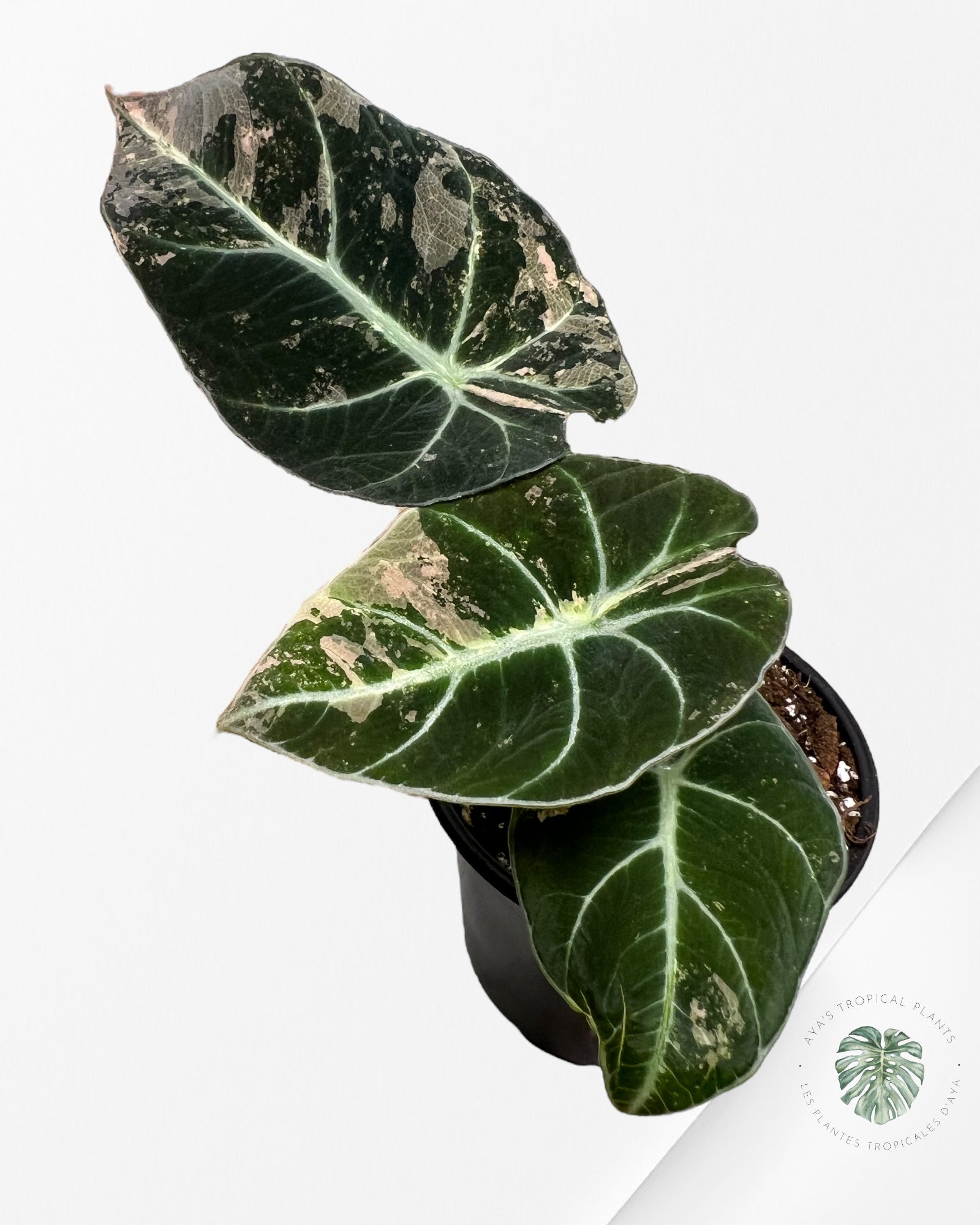 Alocasia Black Velvet Rose-G