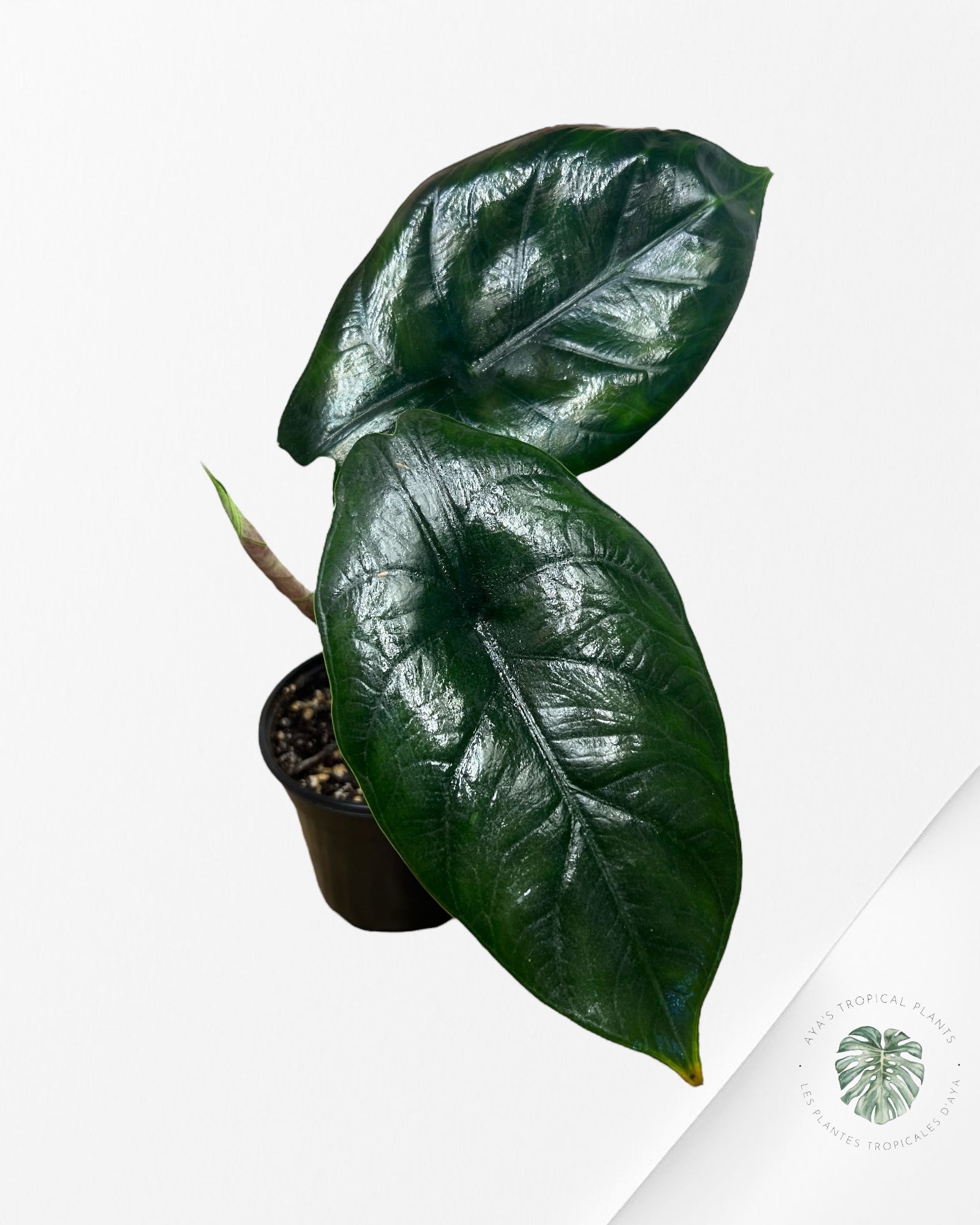 Alocasia Green Unicorn - V6
