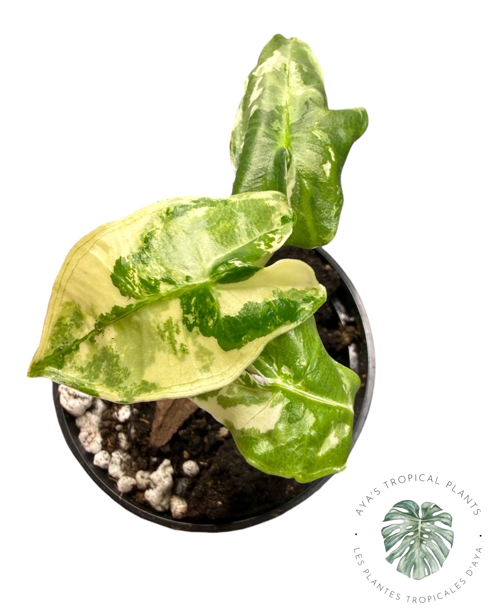 Alocasia Sarian Albo