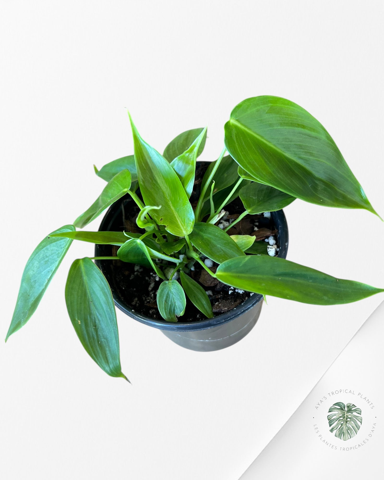 Philodendron Esmeraldense-F