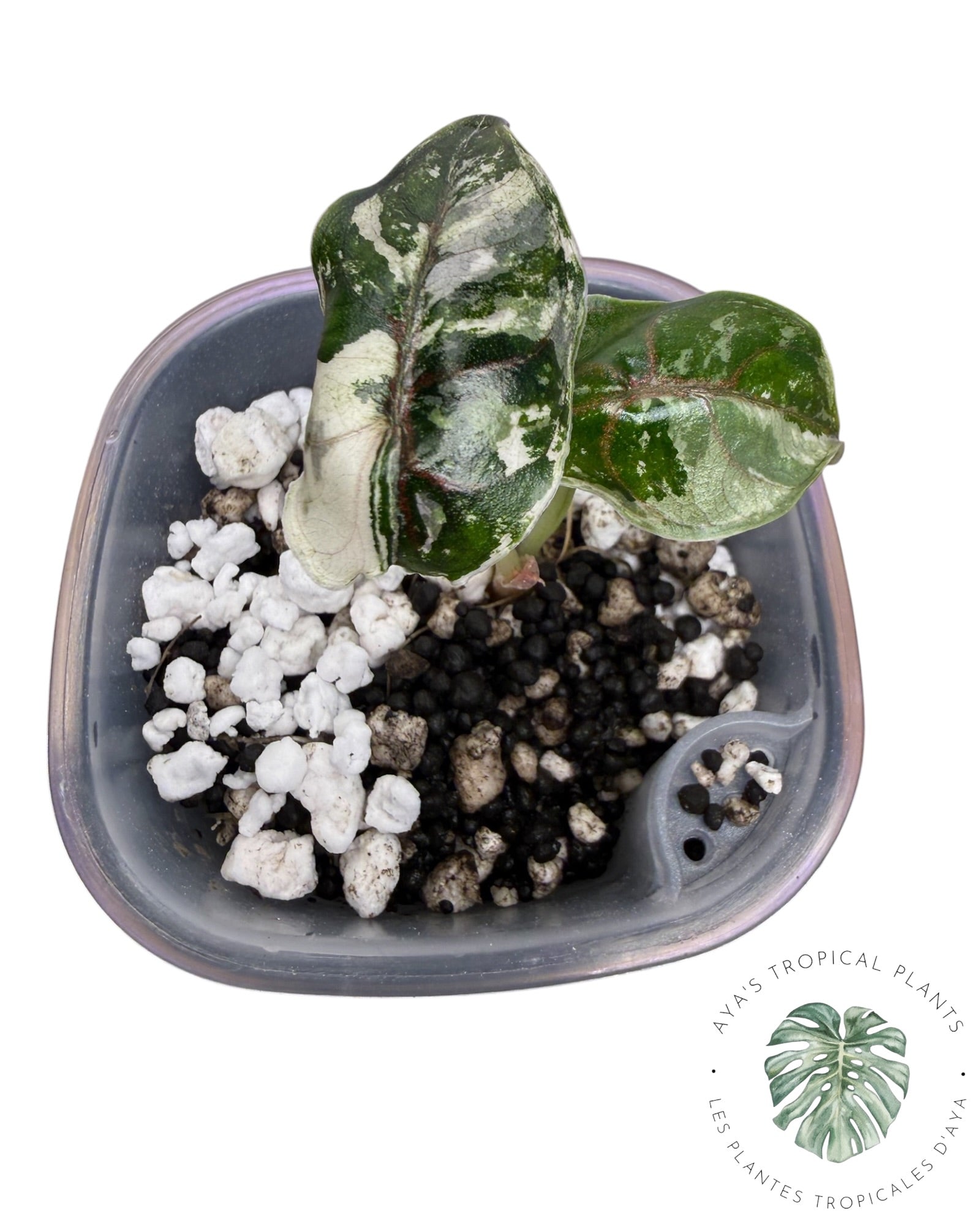 Alocasia Azlanii Pink