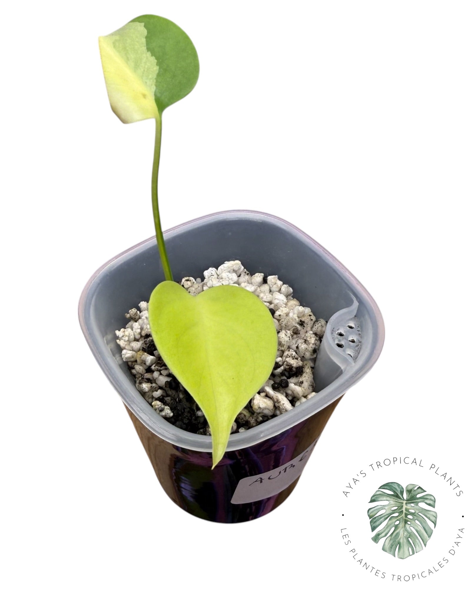 Monstera Aurea Variegated