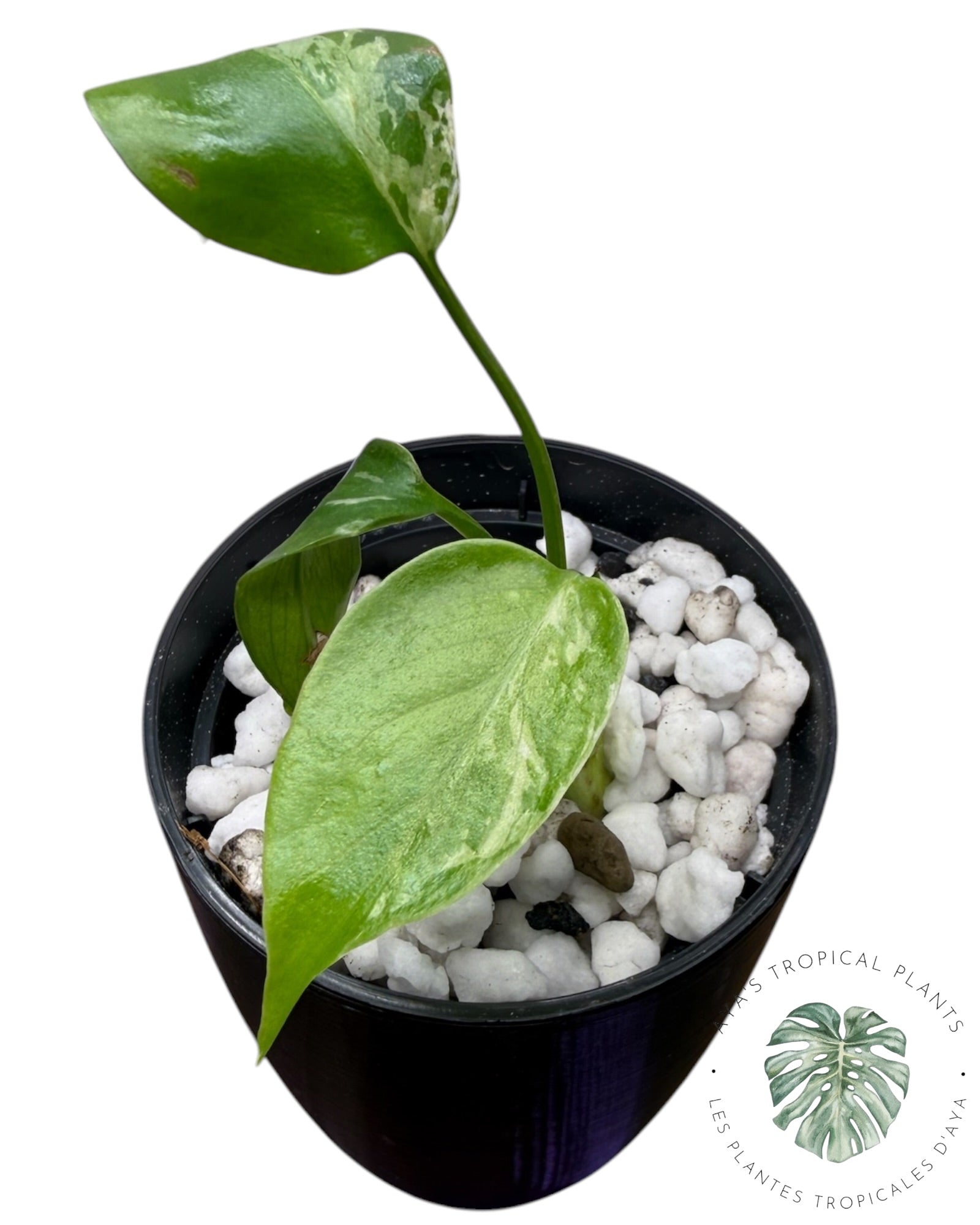 Monstera Deliciosa Bulbasaur