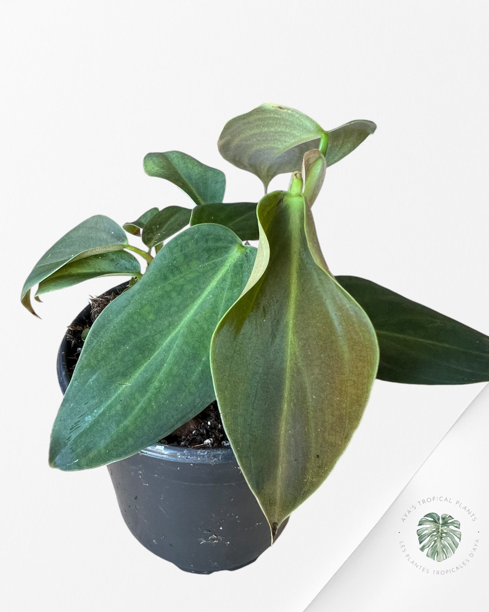 Philodendron Gigas -A