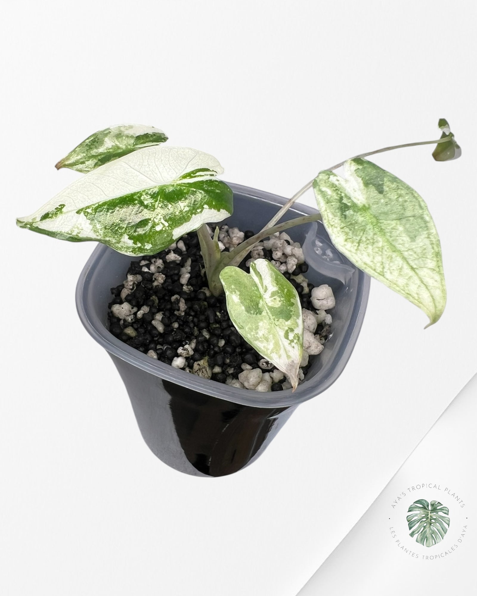 Alocasia Sarian Albo Variegated