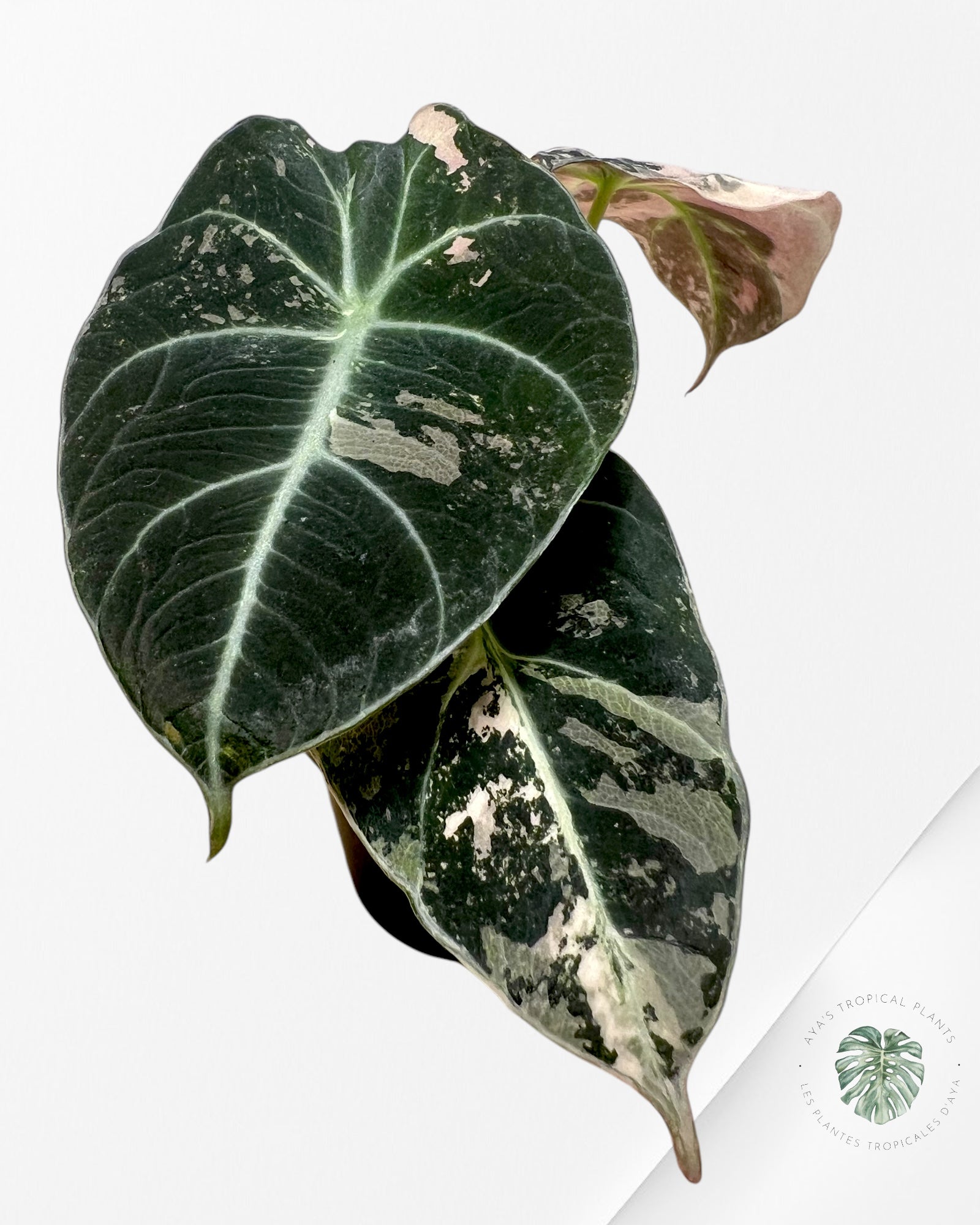 Alocasia Black Velvet Pink-F