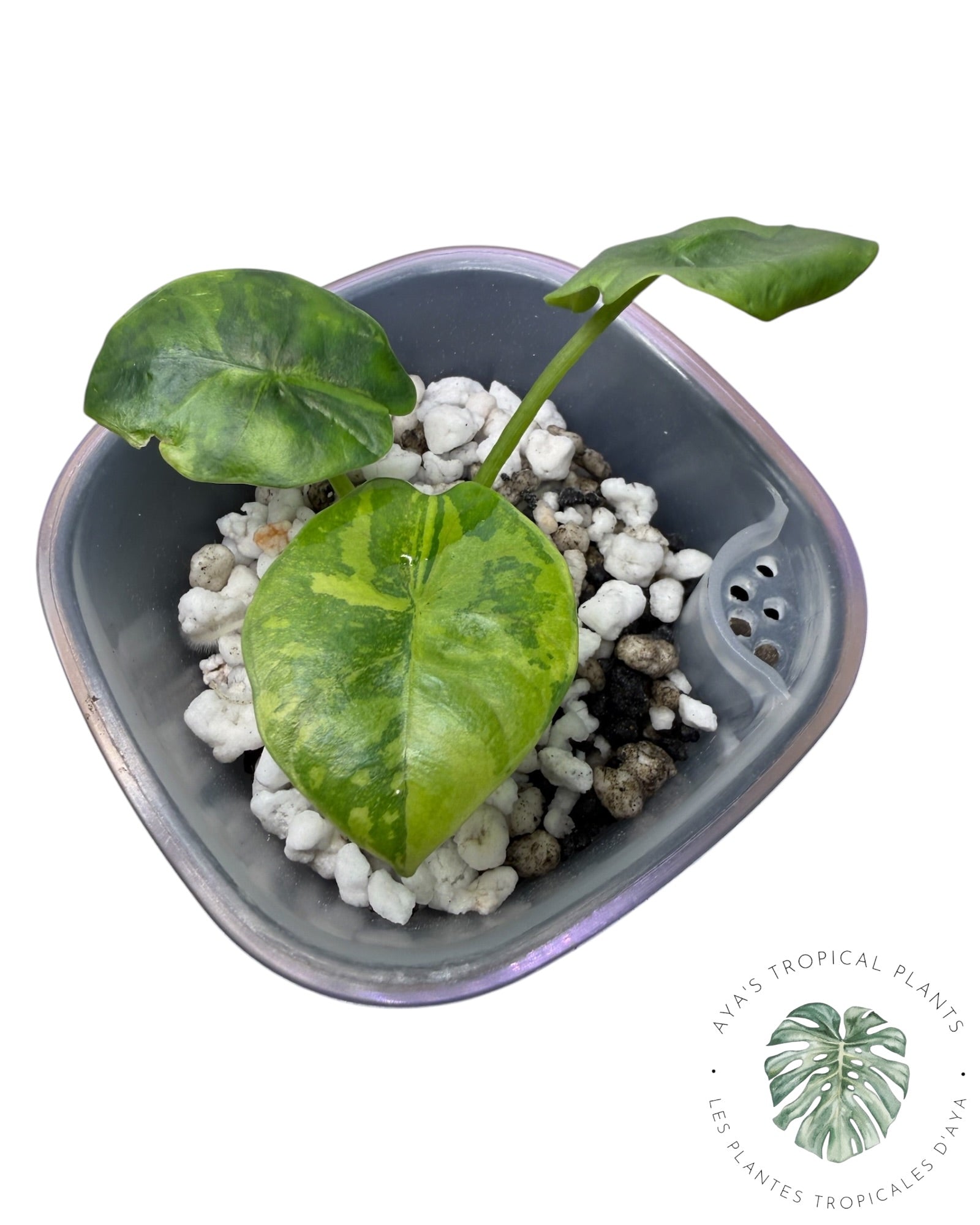 Alocasia Reginae Aurea