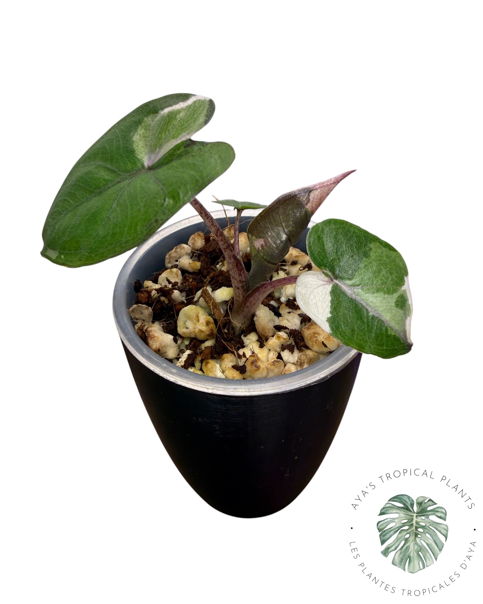 Alocasia Yucatan Princess Panachée