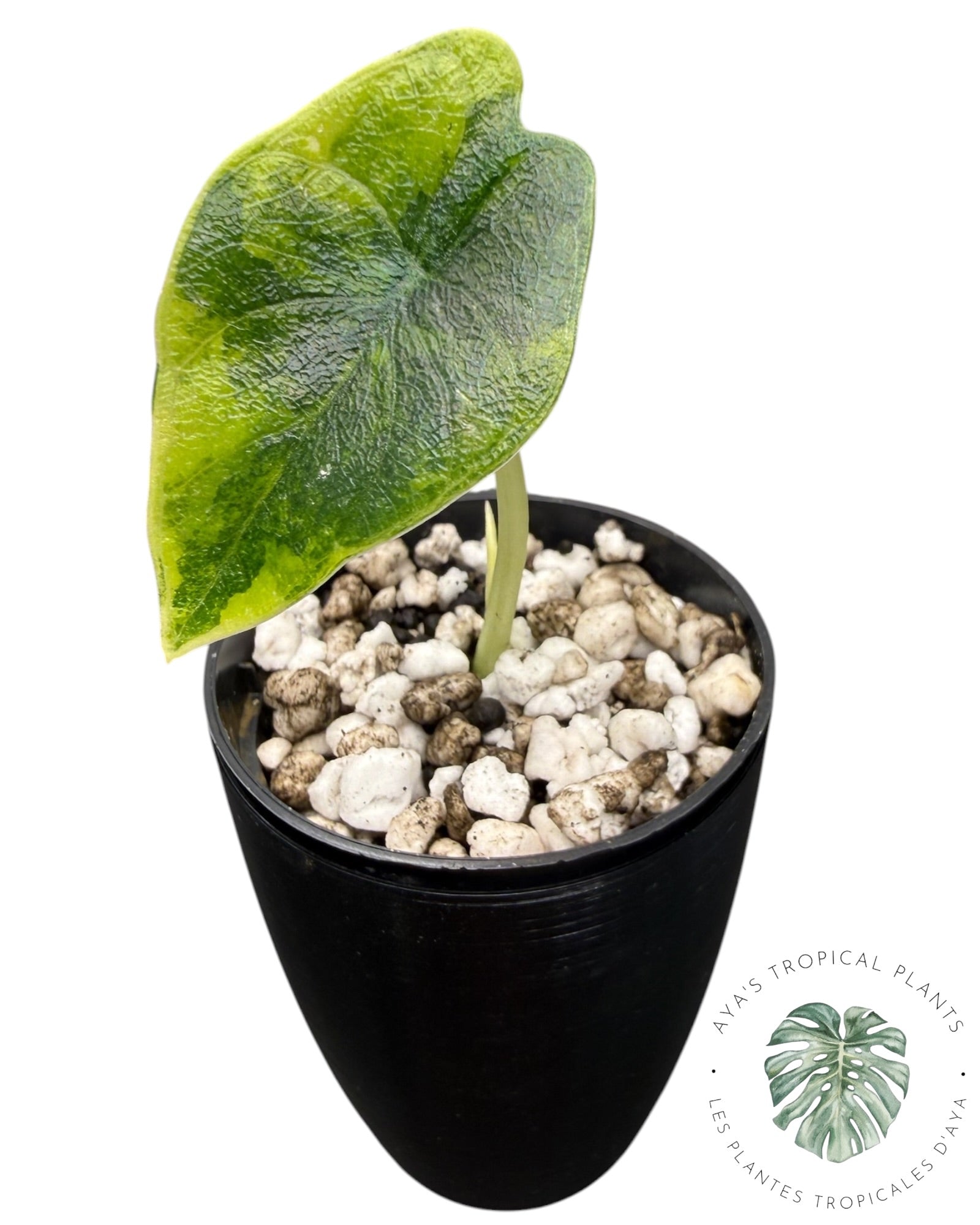 Alocasia Melo Aurea long form