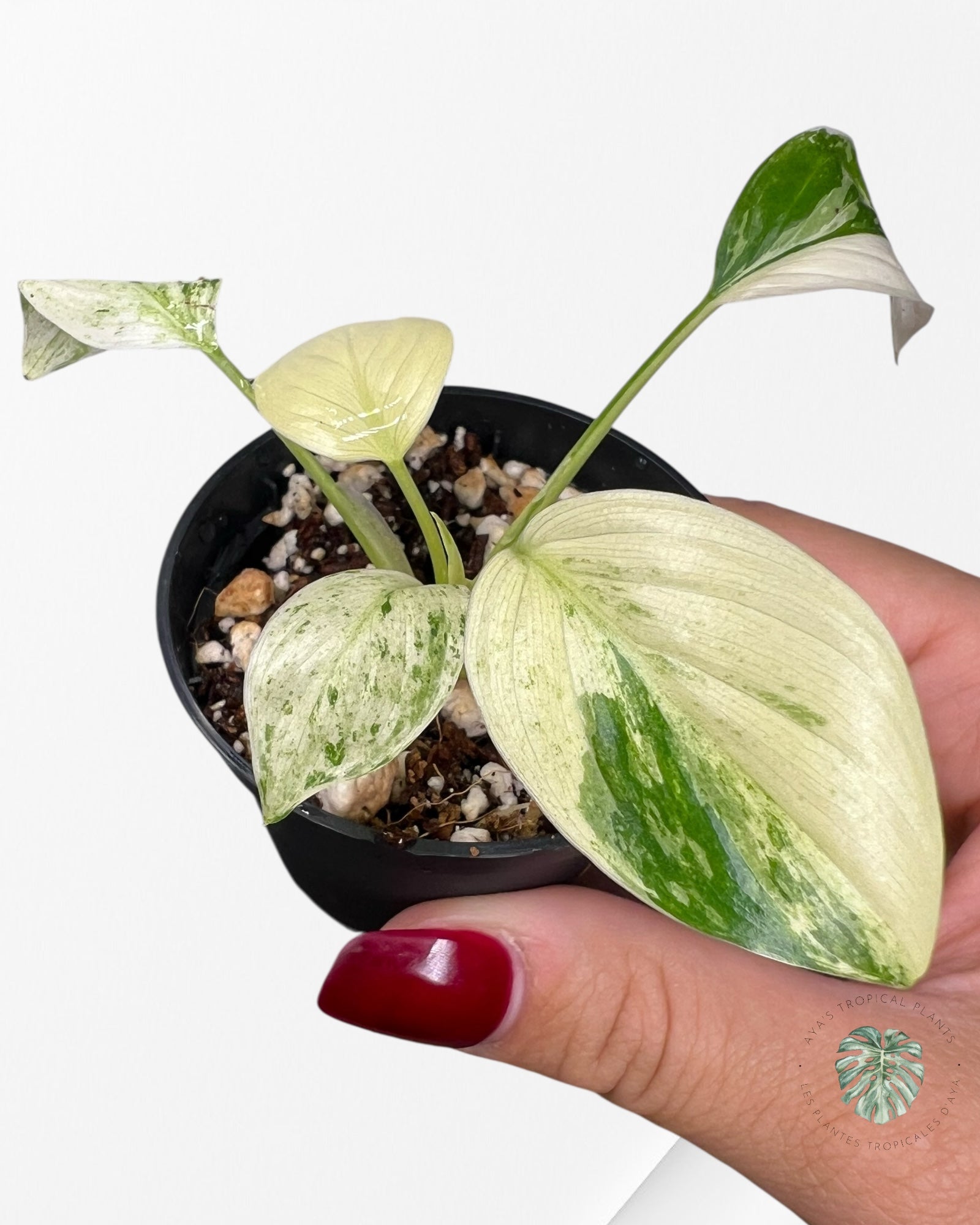 Homalomena rubescens "Albo" variegated  - LF