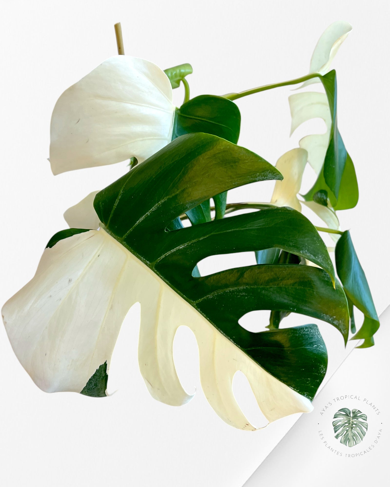 Monstera Borsigiana Albo-JA12