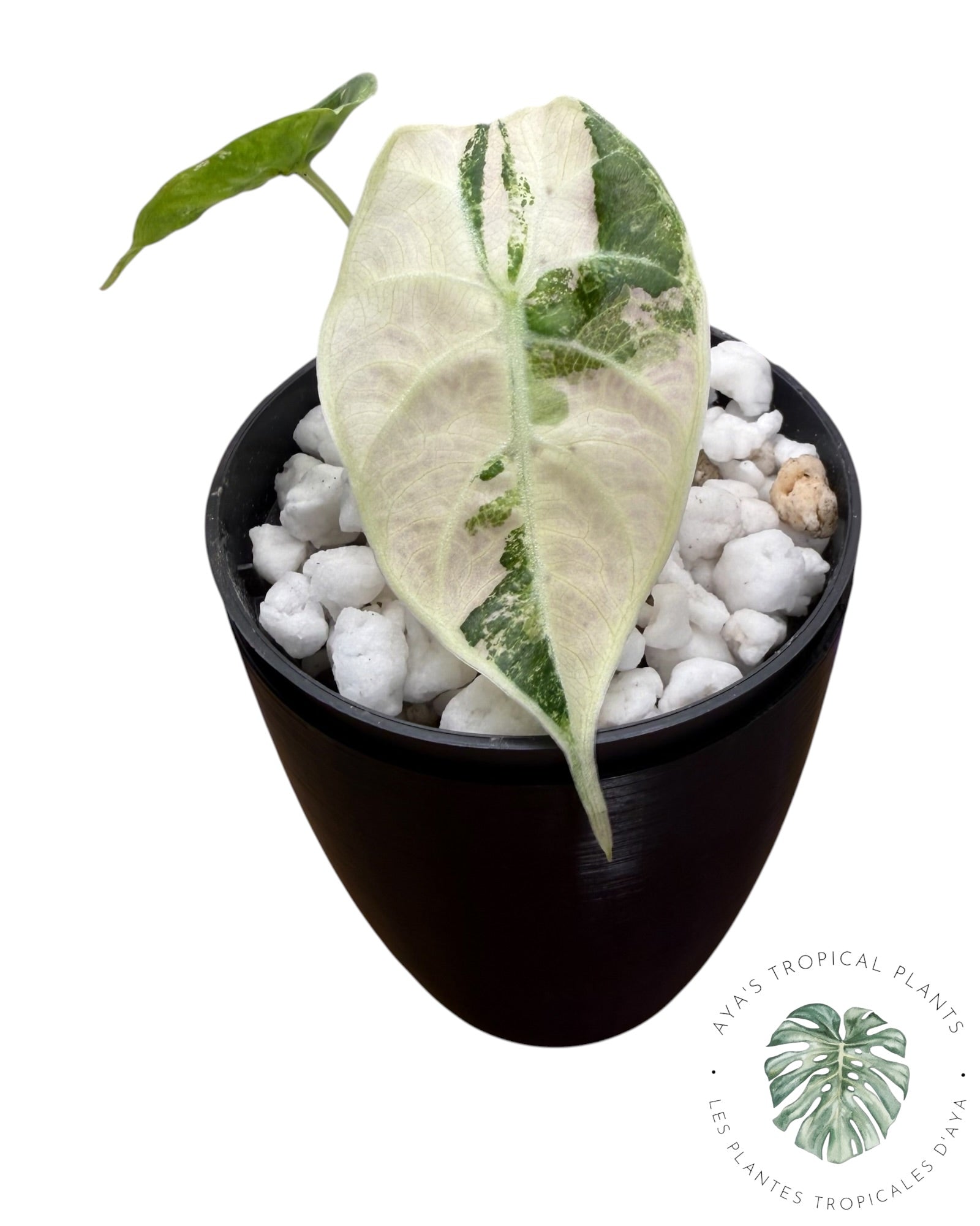 Alocasia Watsoniana Doff. Panaché rose