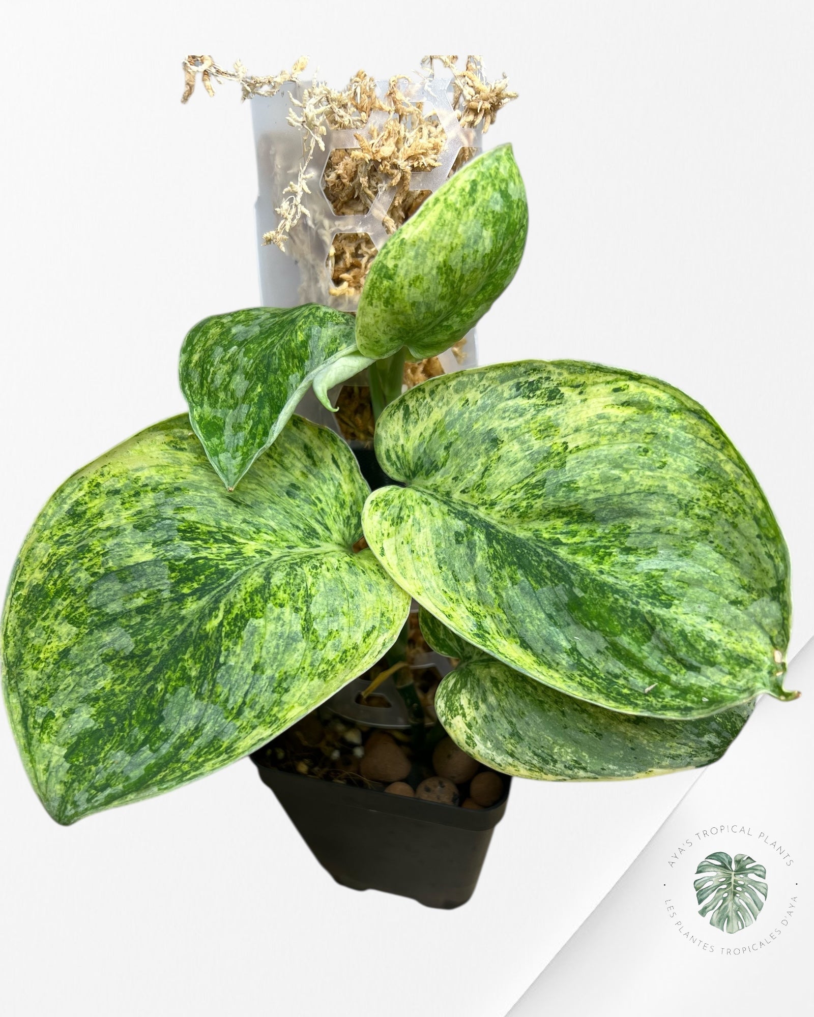 Scindapsus Tembaga-ST01